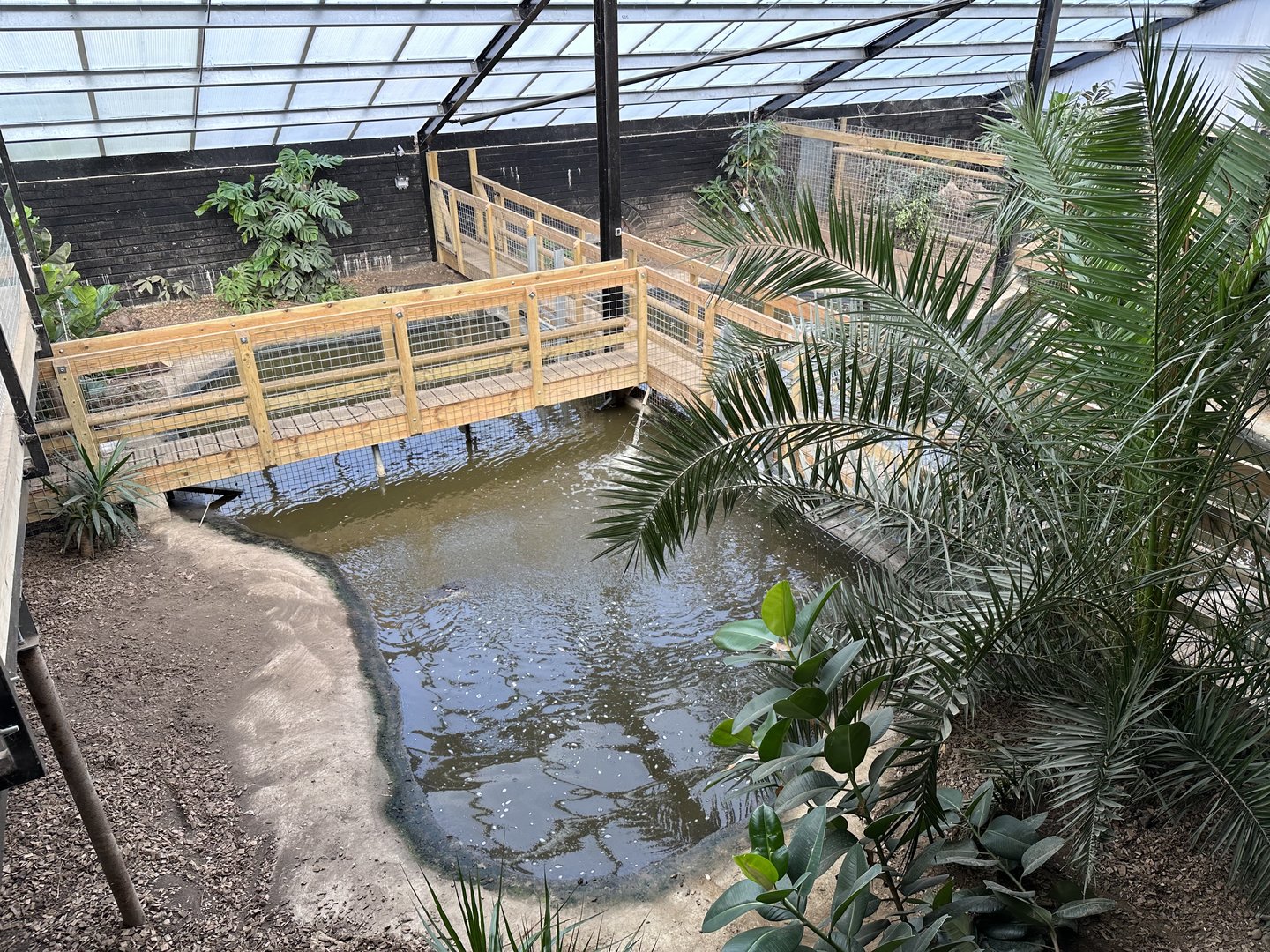 American Alligator Enclosure at Johnsons of Old Hurst (October 2023)