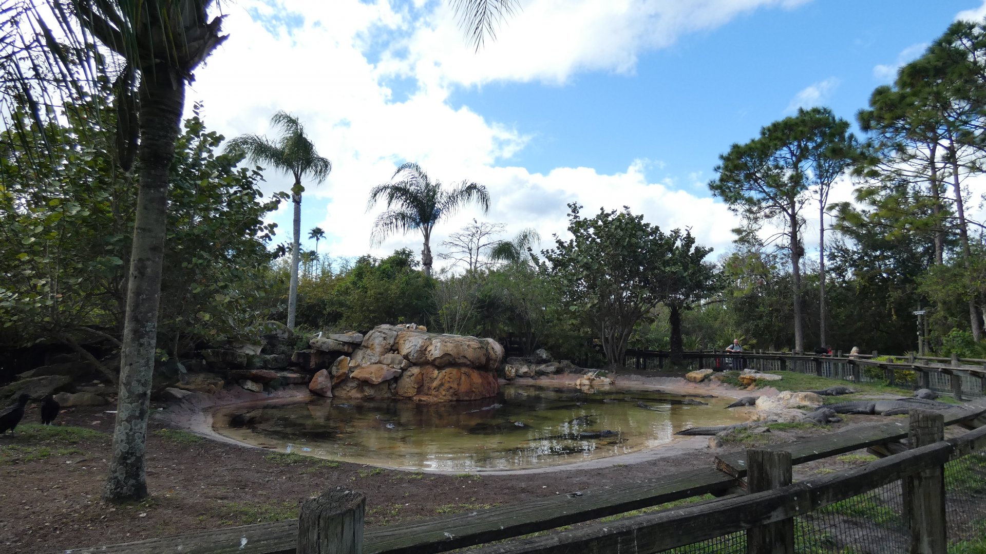 American Alligator Enclosure, Crocs of the World - Jan. 2022