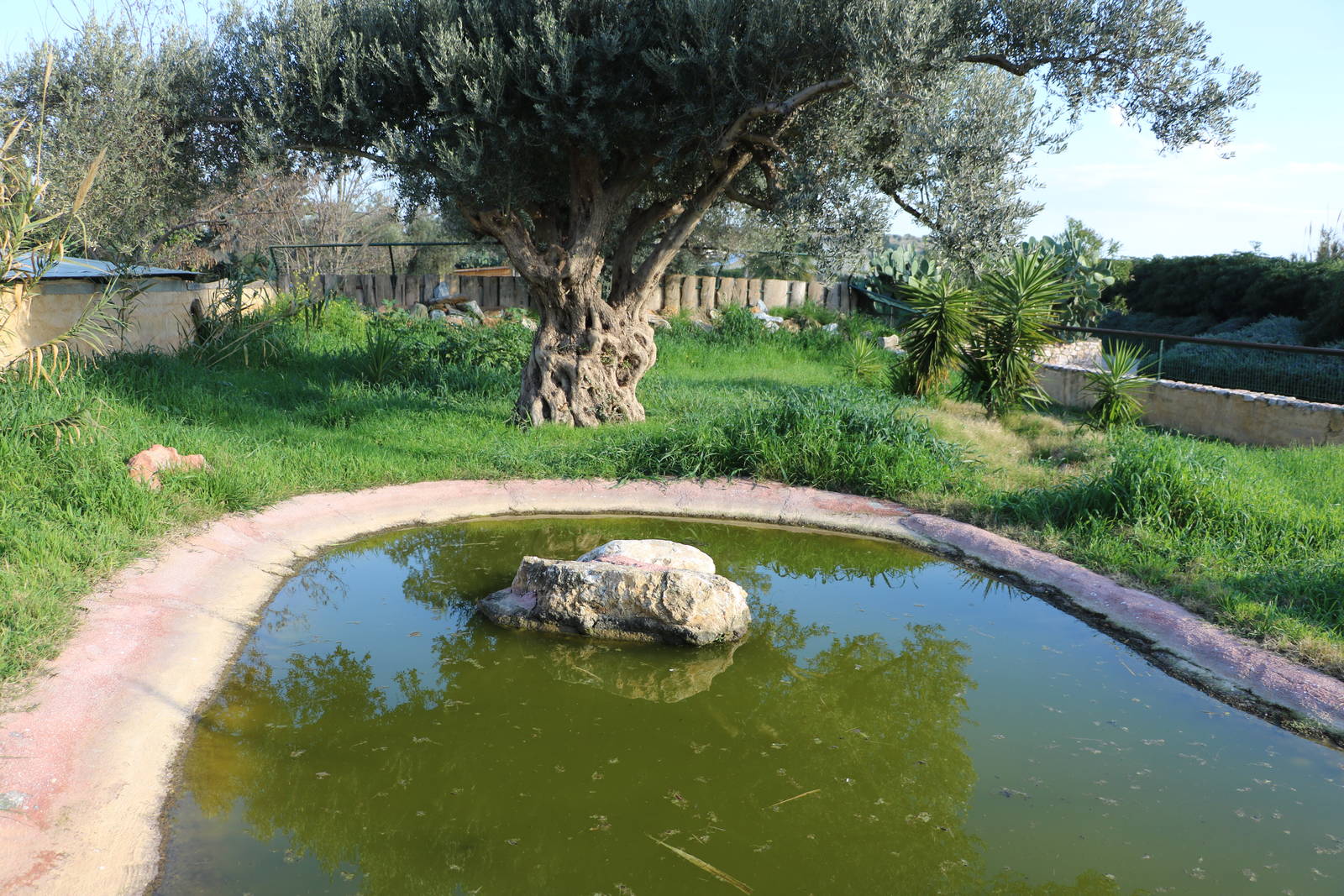 American alligator enclosure, February 2016