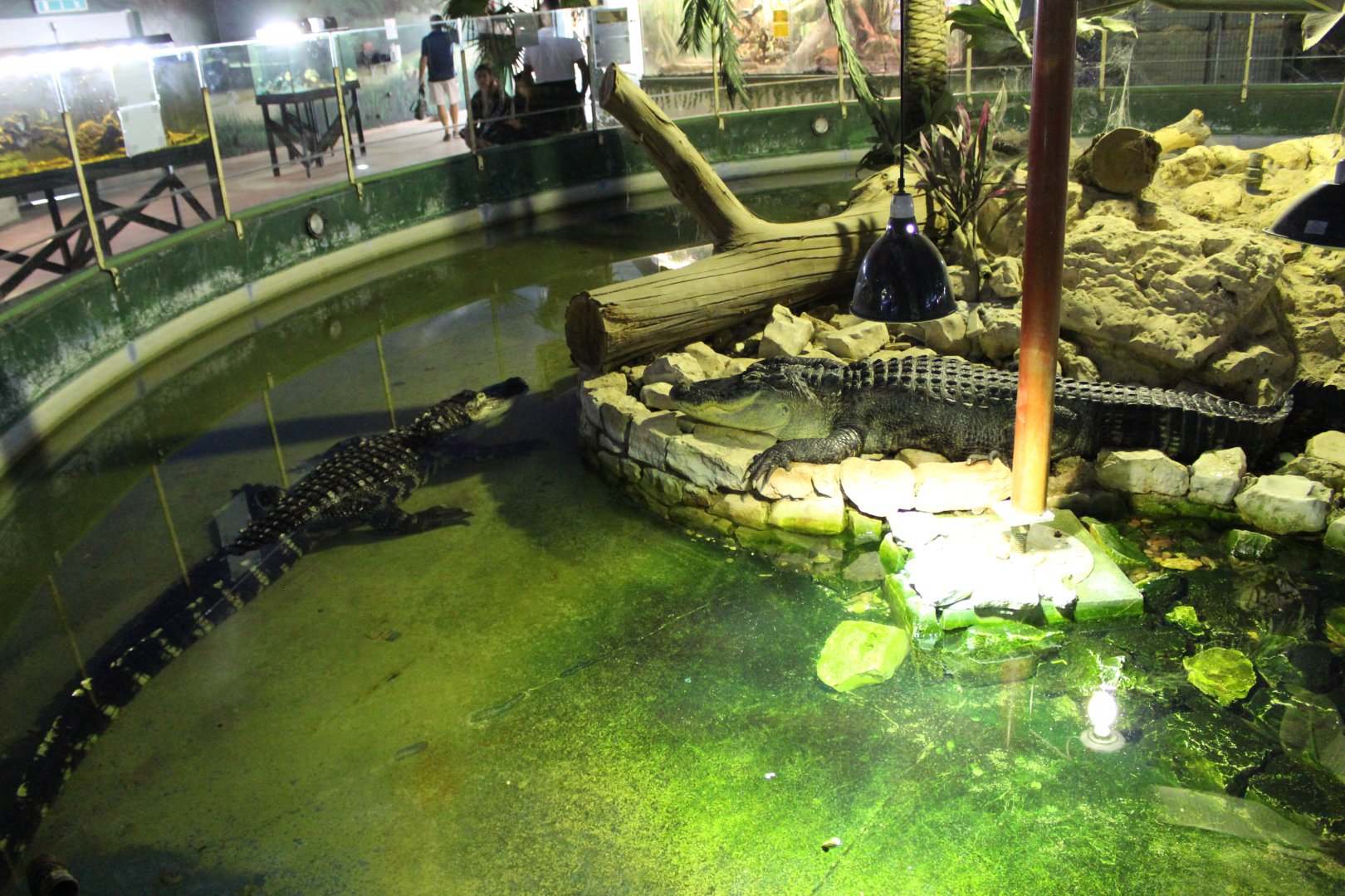American Alligator Enclosure (Reptile House) - Oct 2019