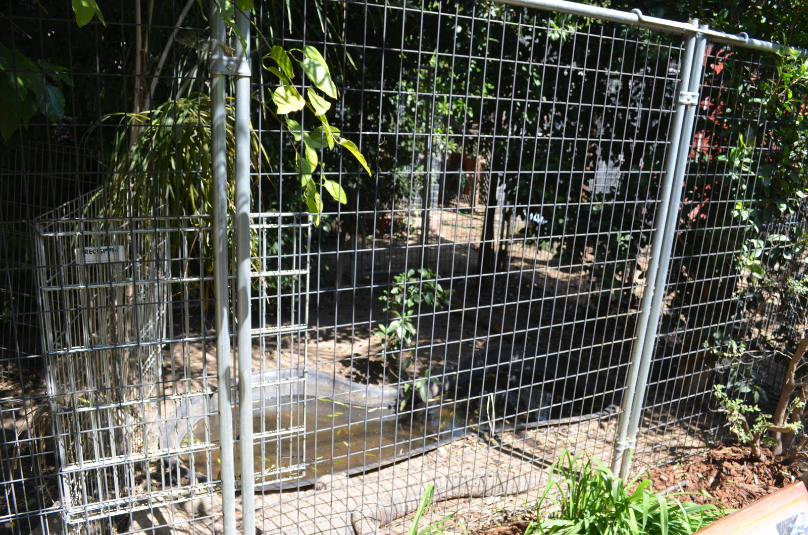 American Alligator Enclosure