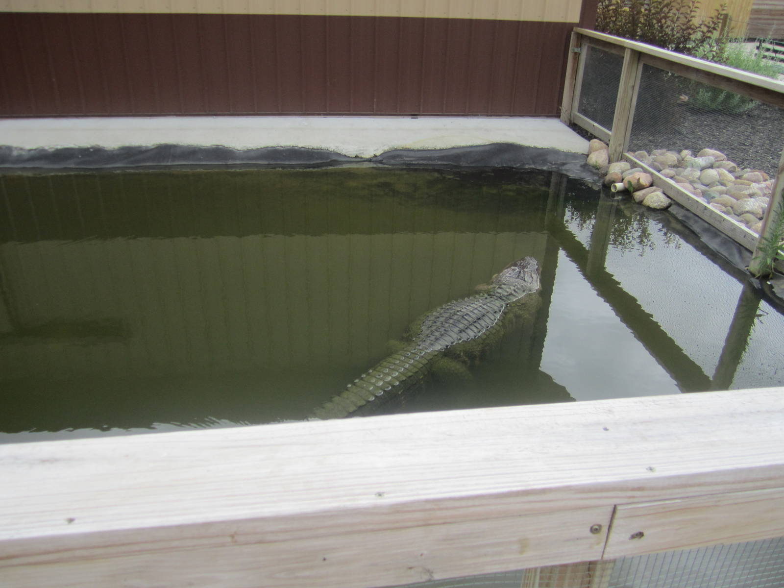 American Alligator Enclosure