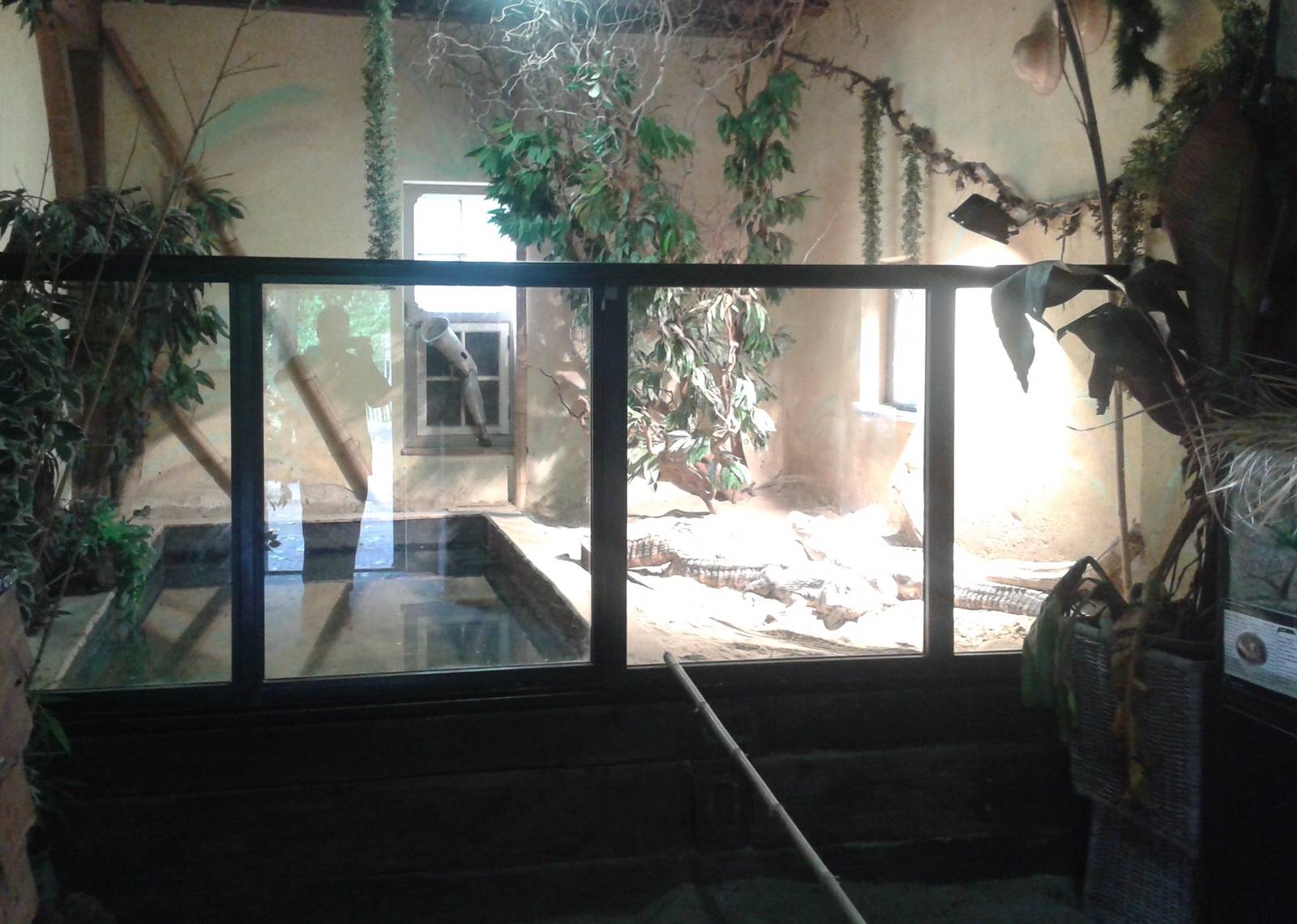 American alligator enclosure