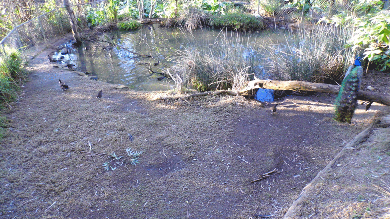 American Alligator Enclosure