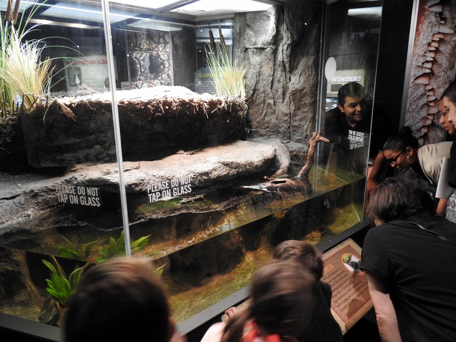 American Alligator Enclosure