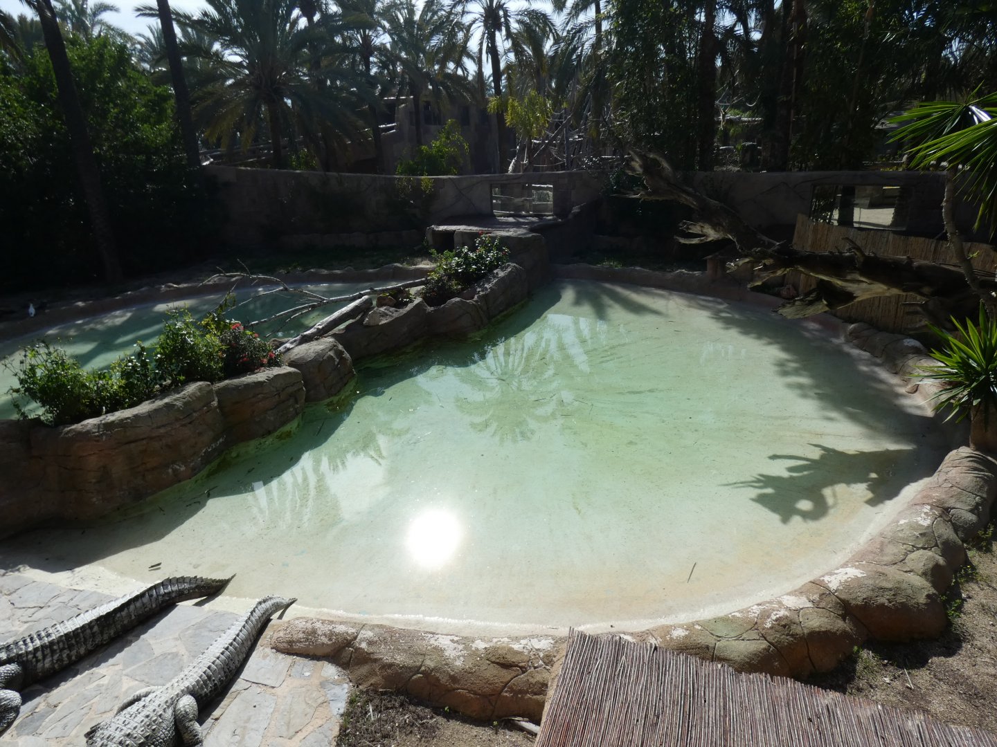 American Alligator Enclosure