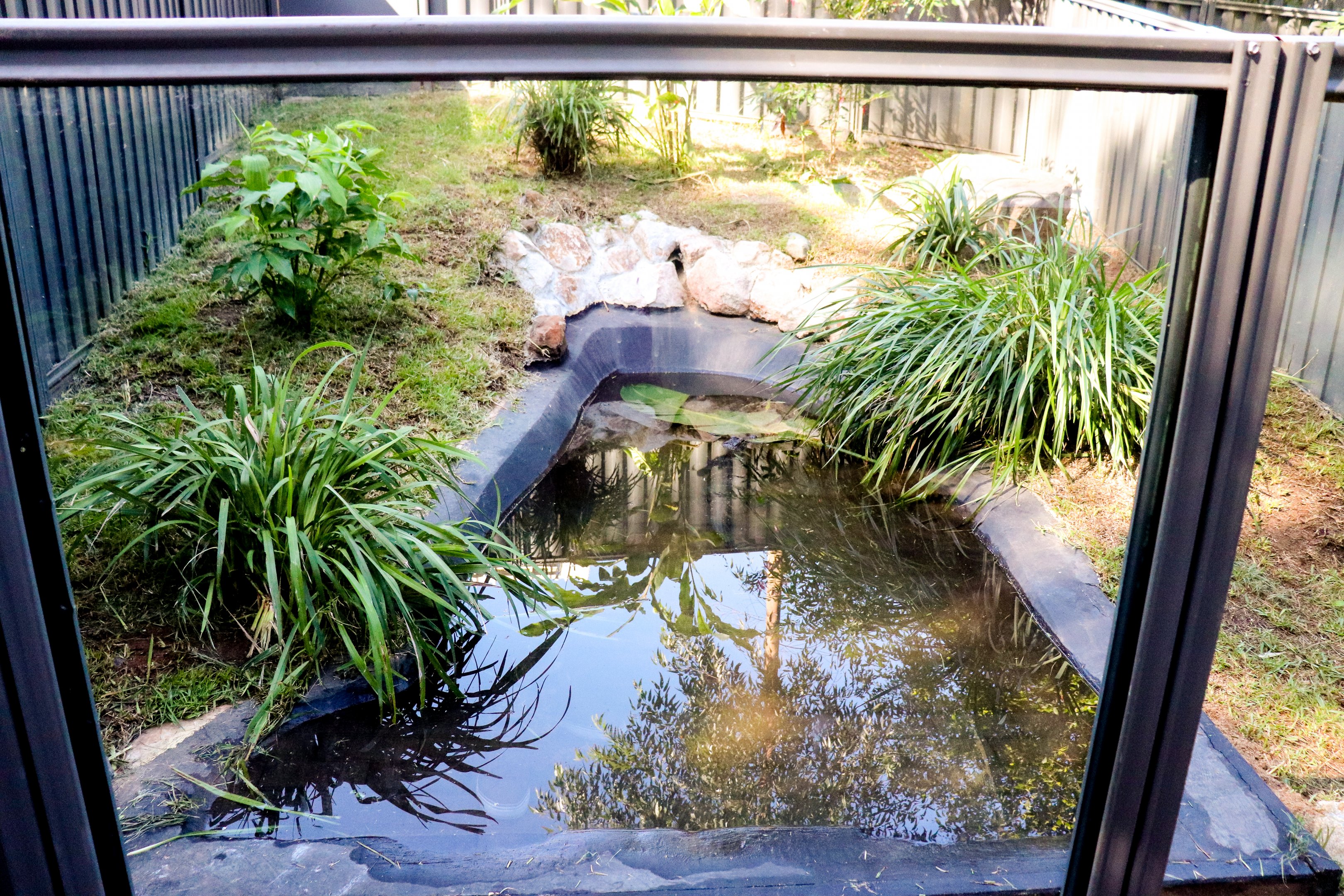 American Alligator Enclosure