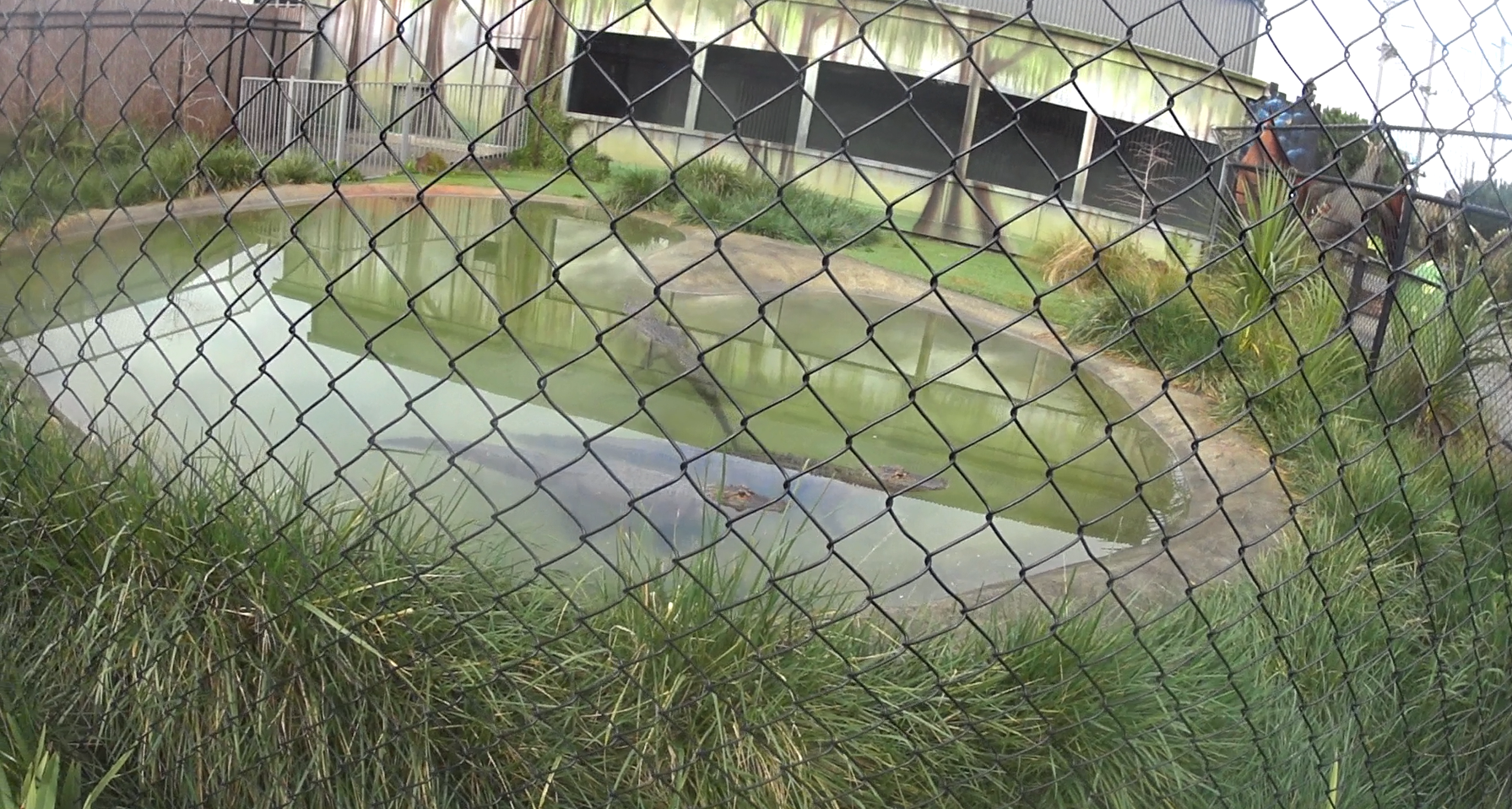 American Alligator Enclosure