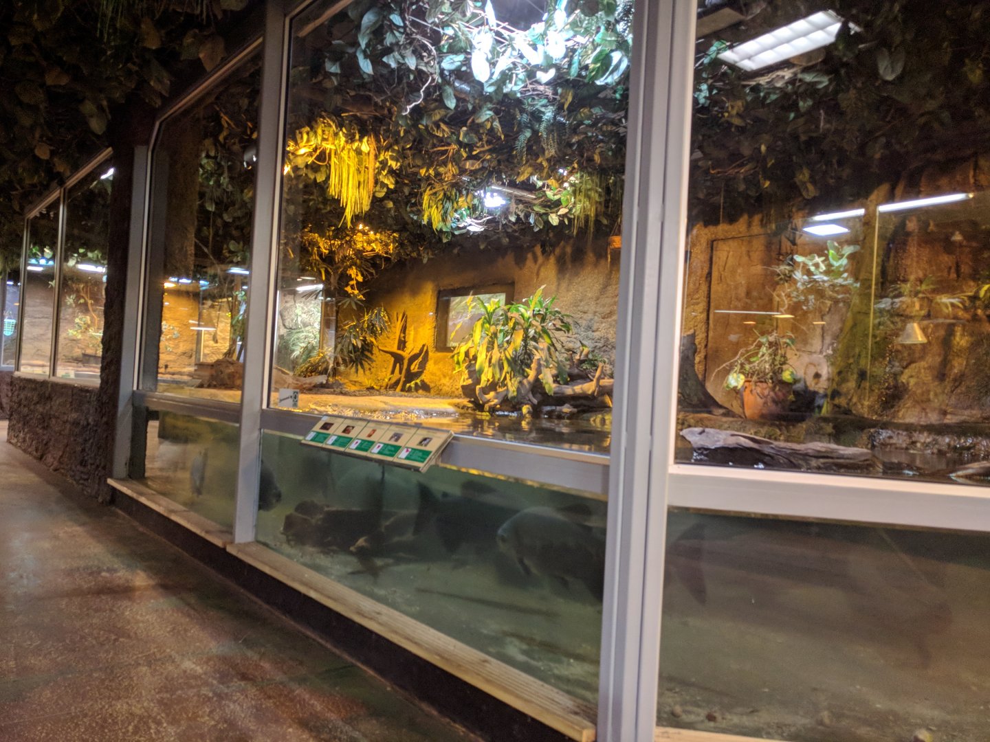 American Alligator Enclosure