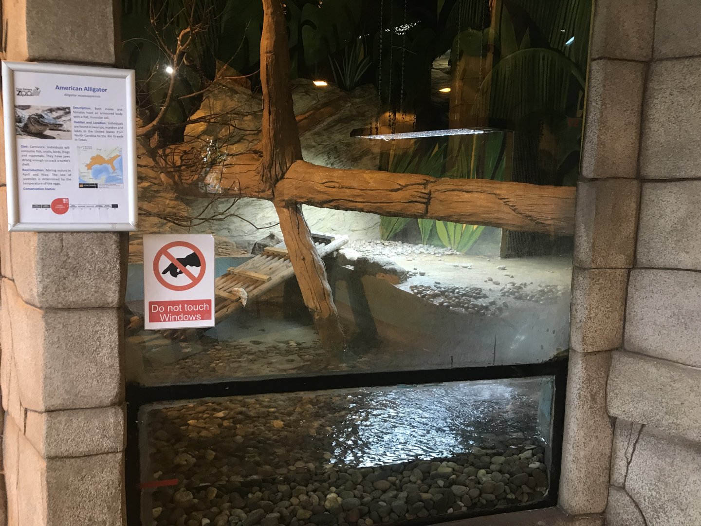 American alligator enclosure