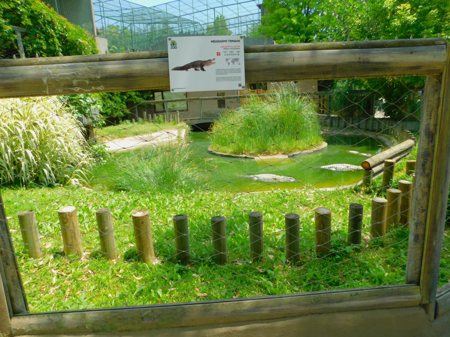 American alligator enclosure