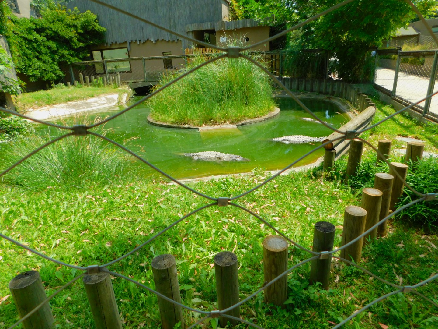 American alligator enclosure