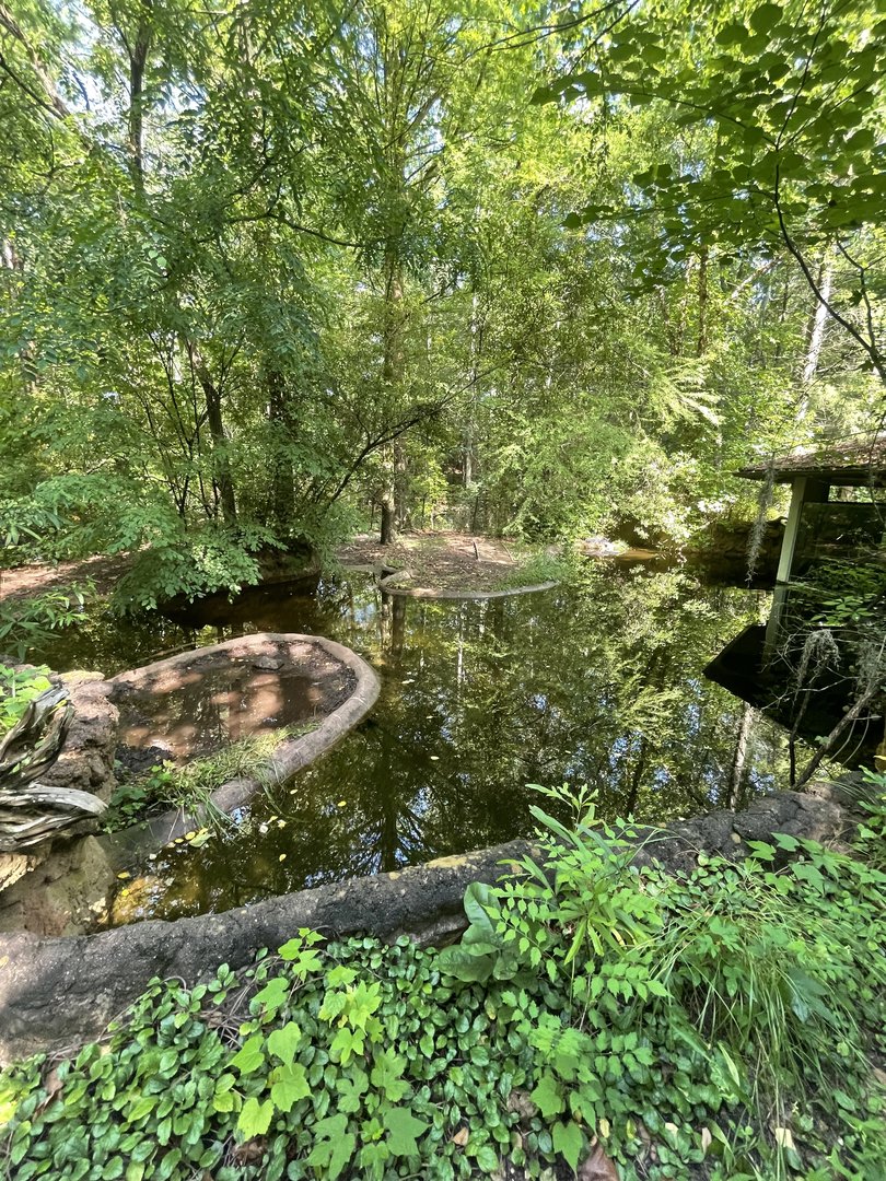 American Alligator Enclosure