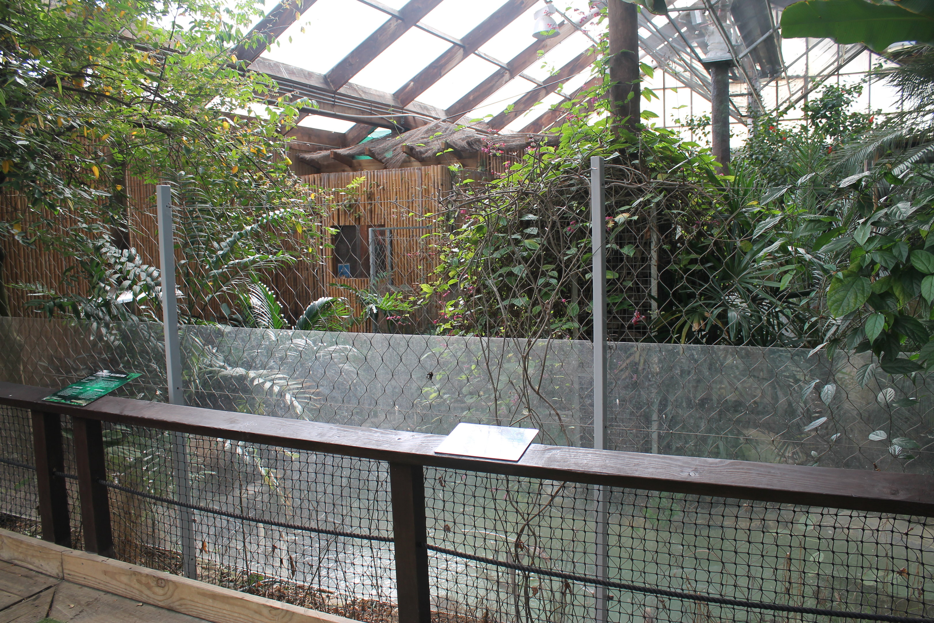 American Alligator enclosure