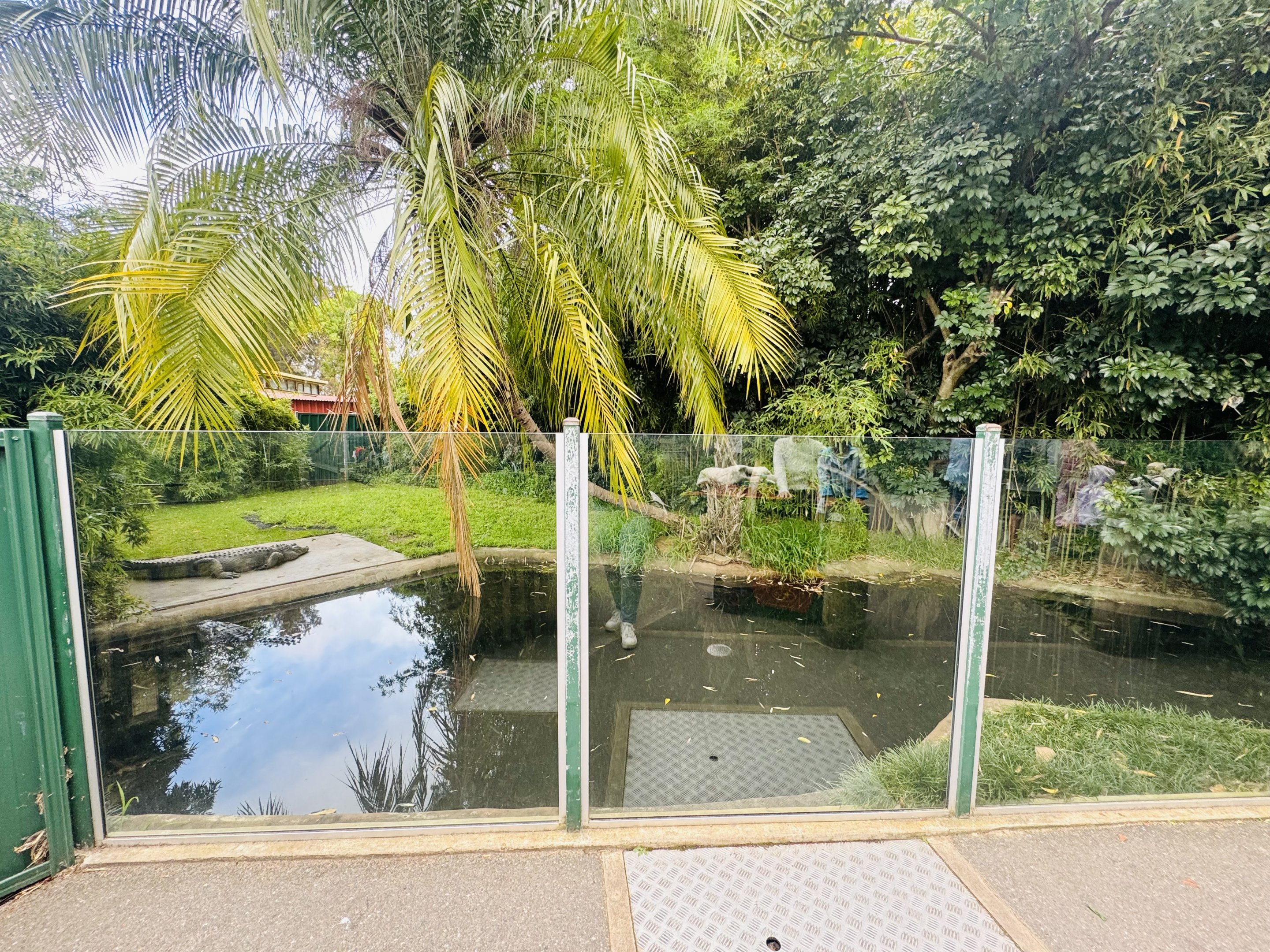 American alligator enclosure