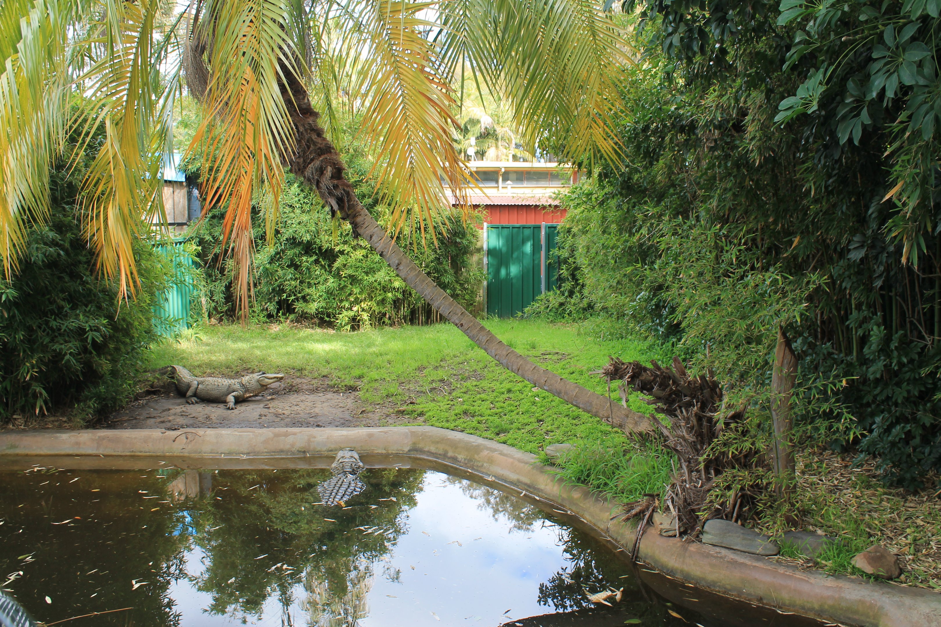 American Alligator enclosure