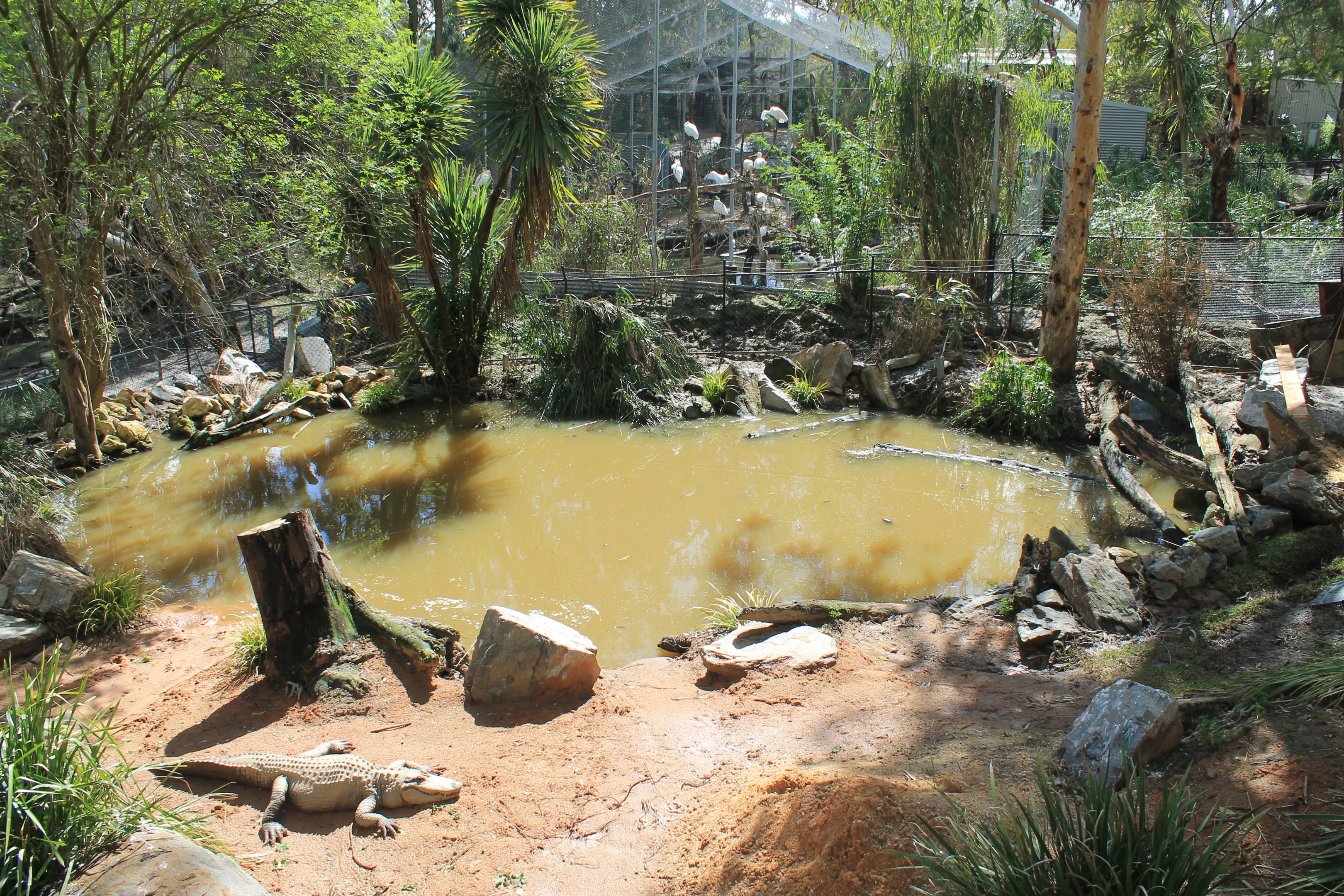American Alligator enclosure