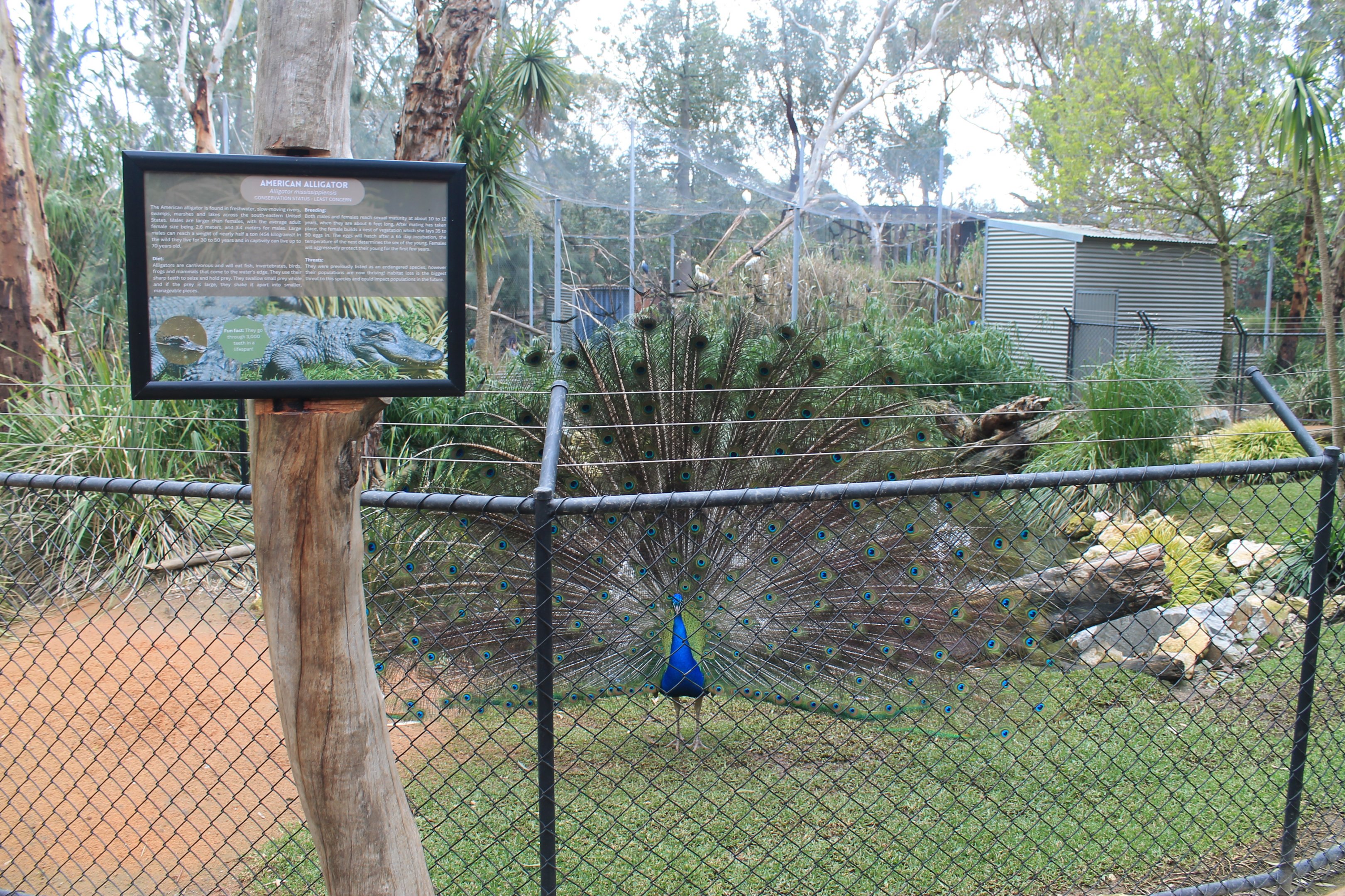 American Alligator enclosure