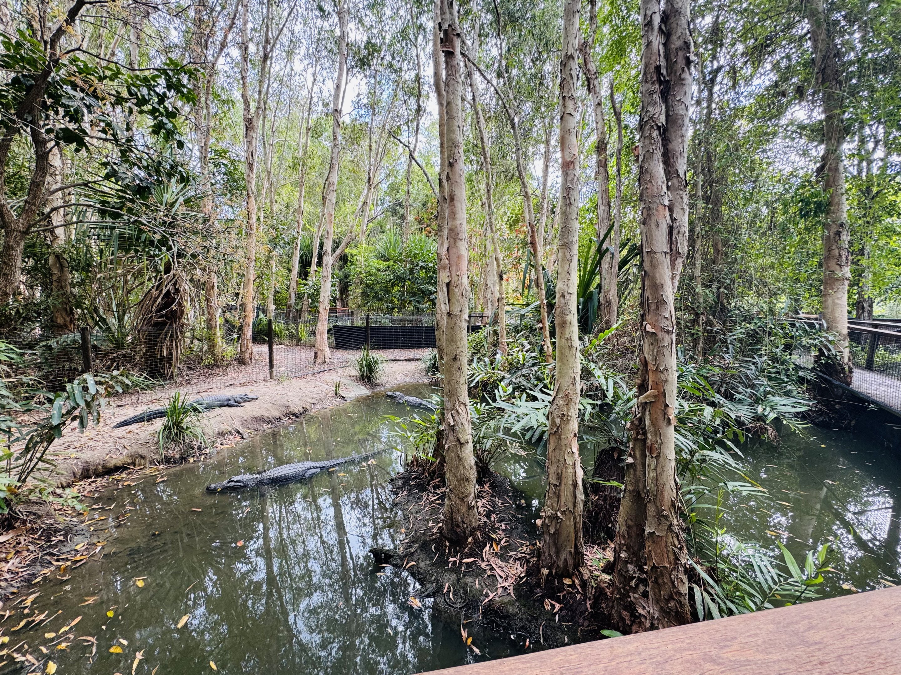 American alligator enclosure