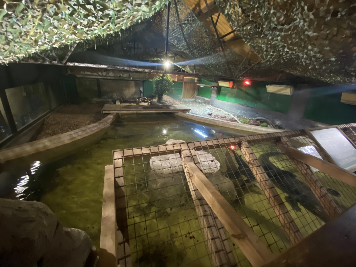 American alligator enclosure