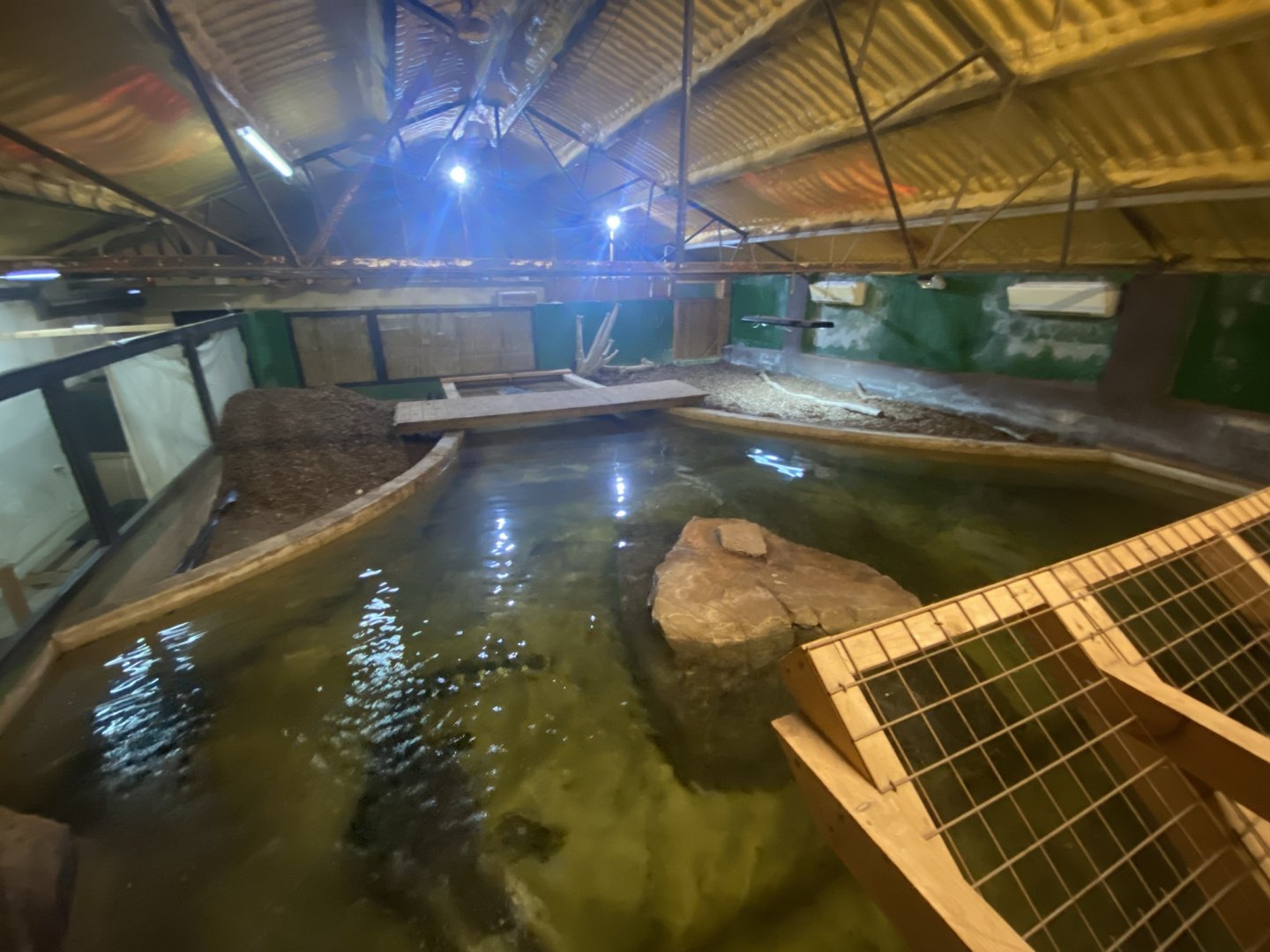 American alligator exhibit 020821