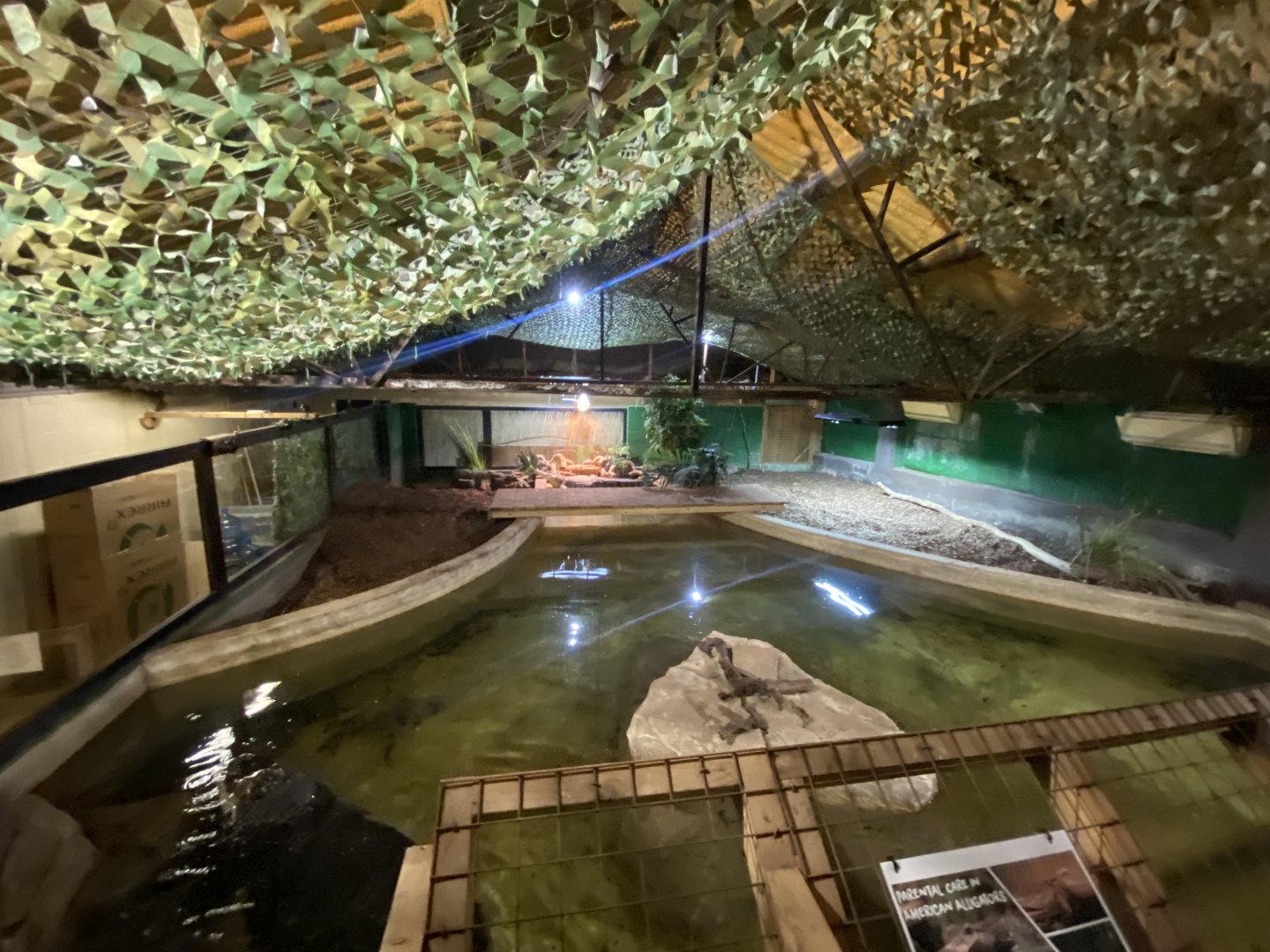 American alligator exhibit 040124