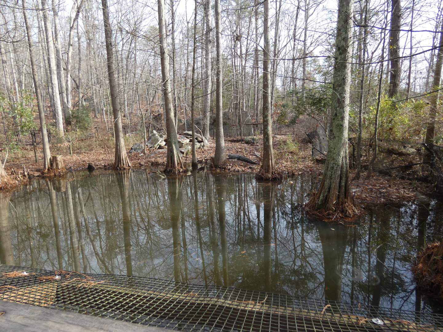American Alligator exhibit 1