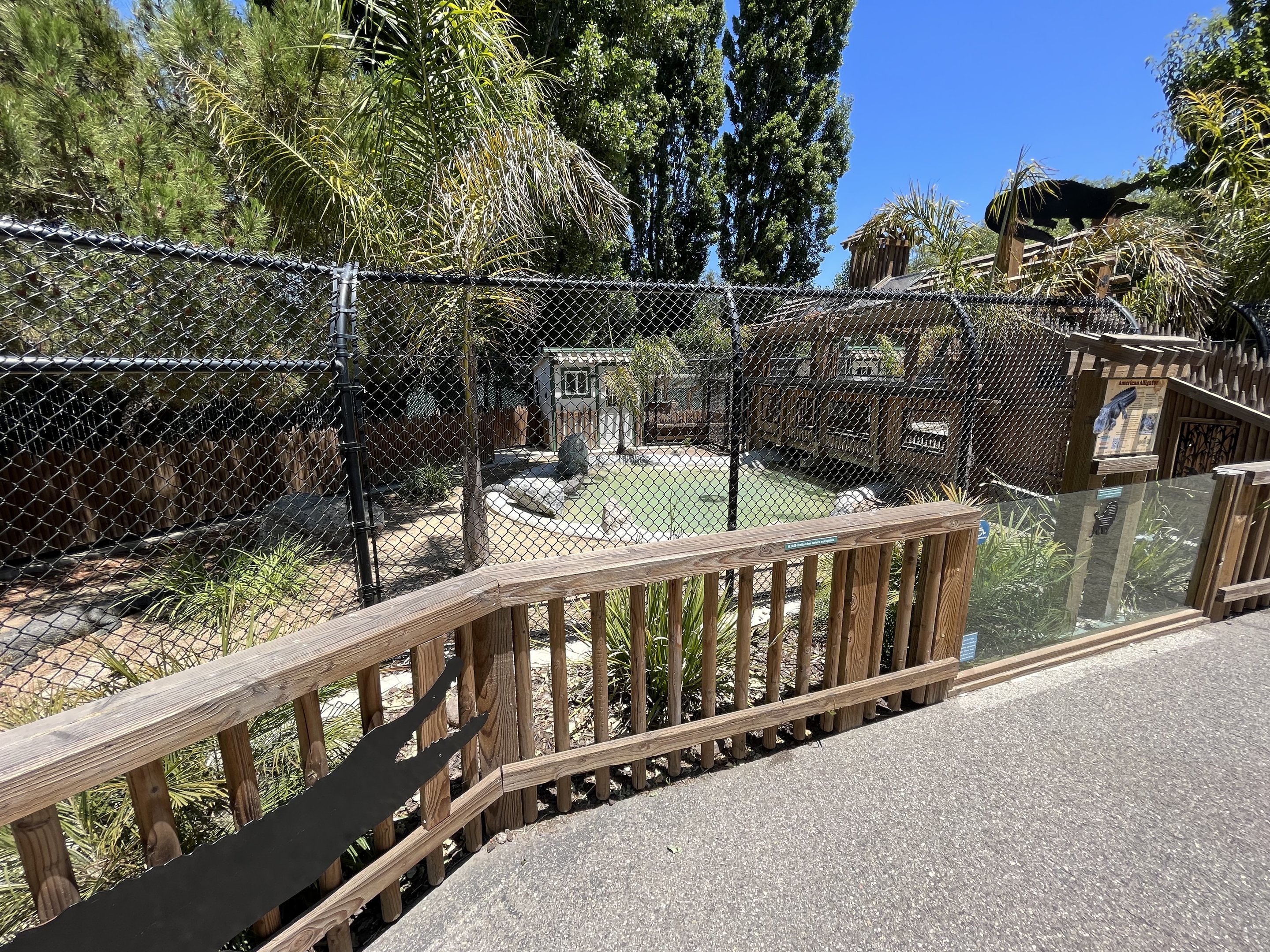 American Alligator Exhibit #1