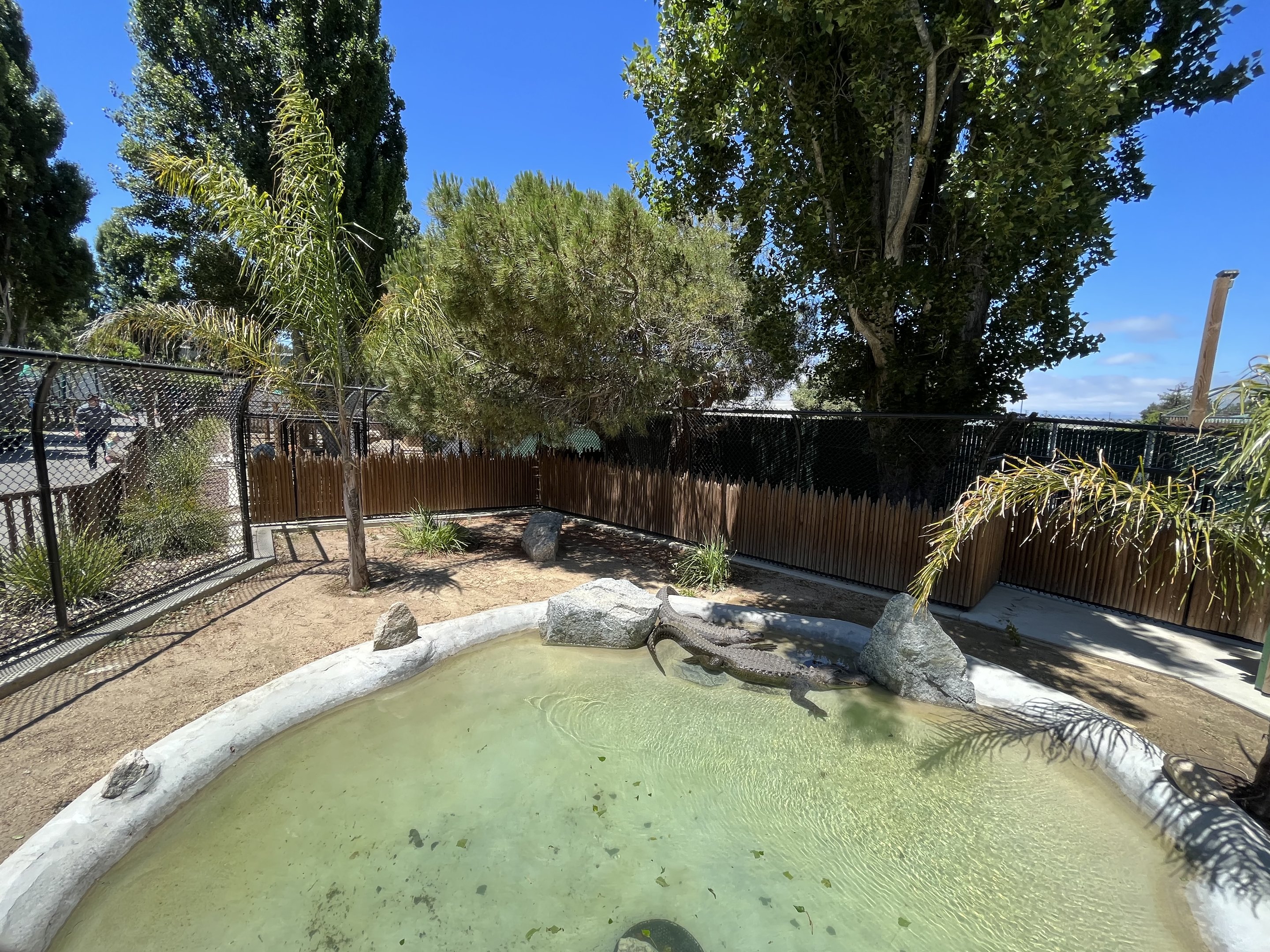 American Alligator Exhibit #1