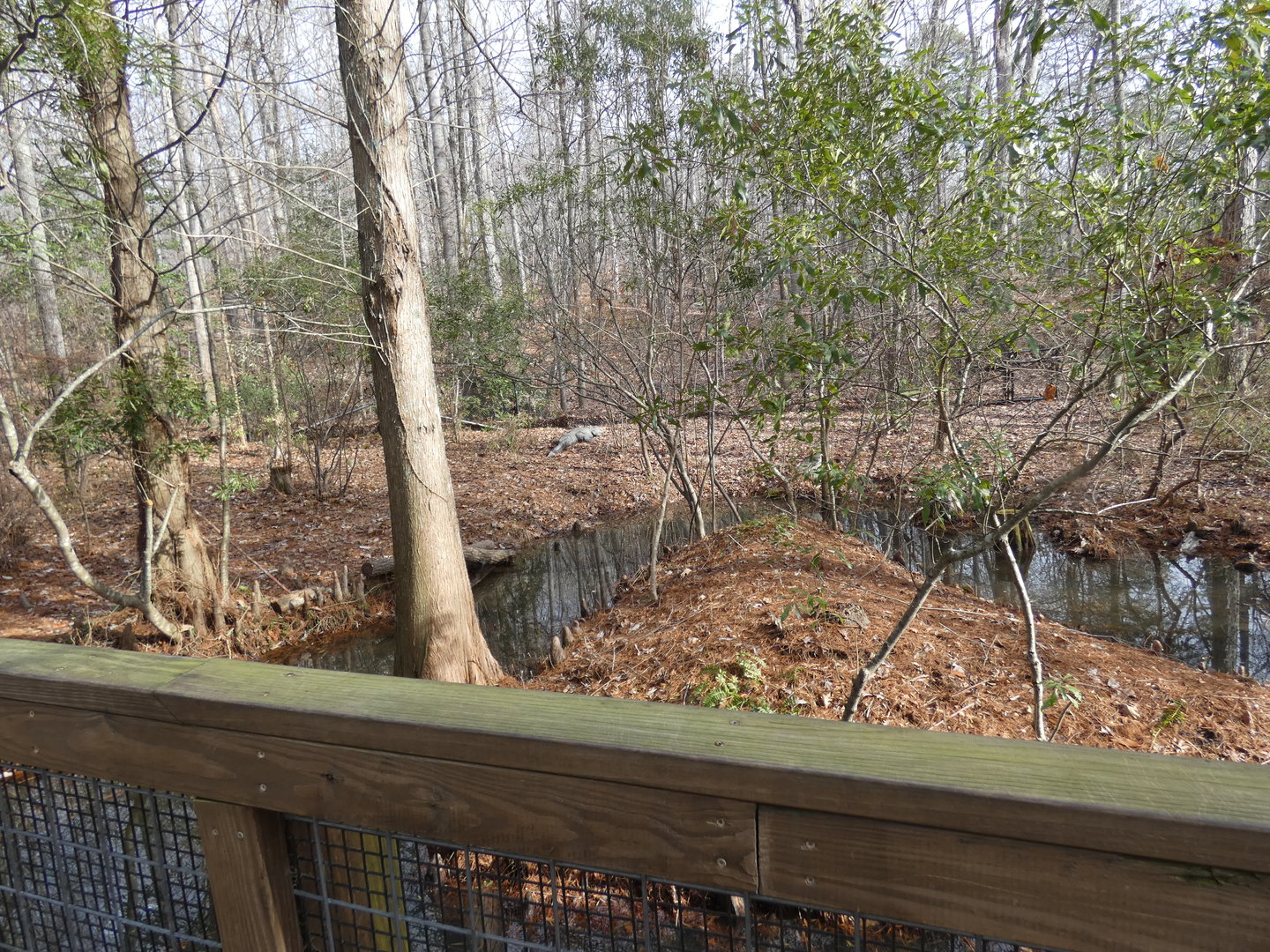 American Alligator exhibit 2