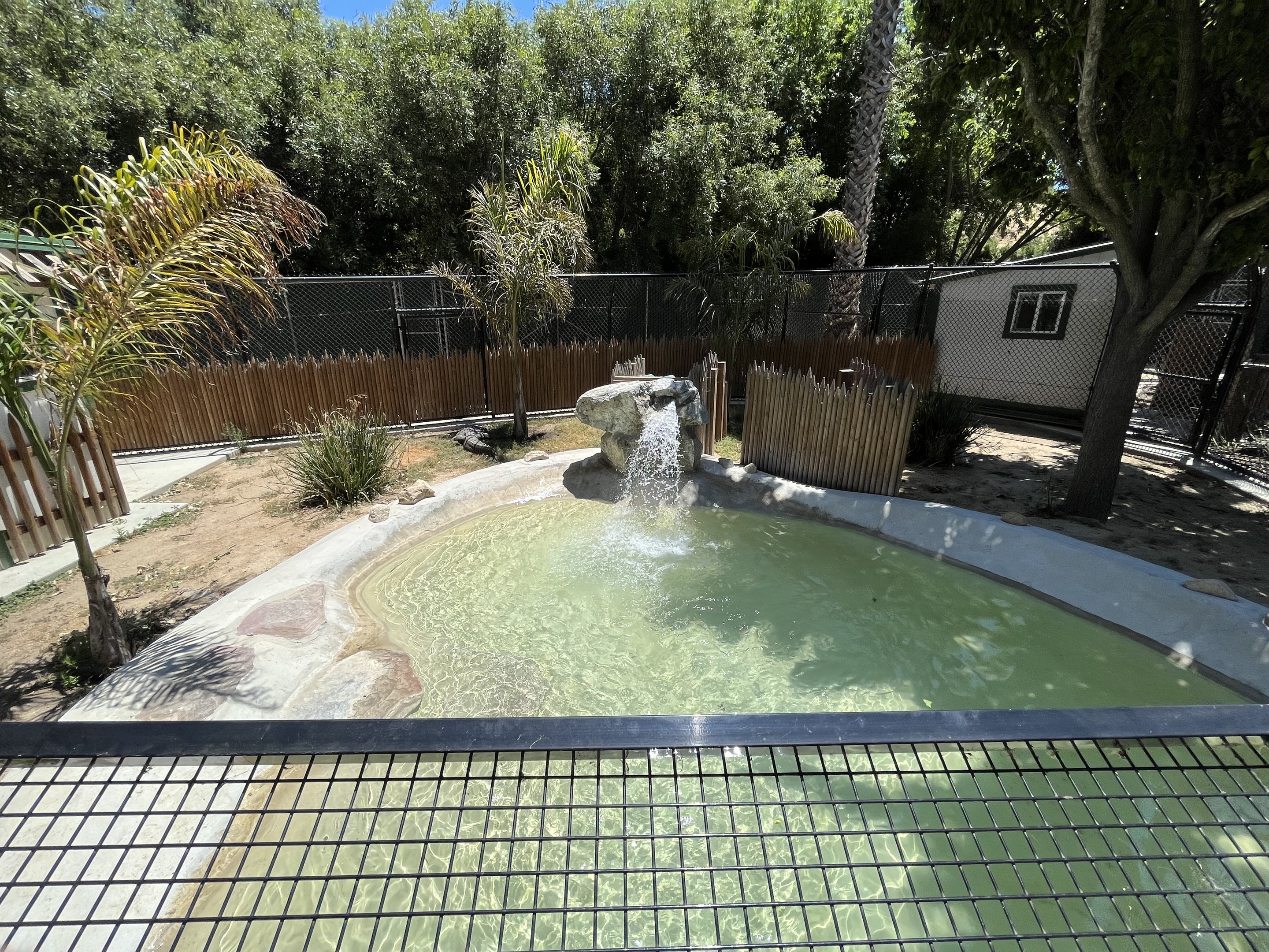 American Alligator Exhibit #2