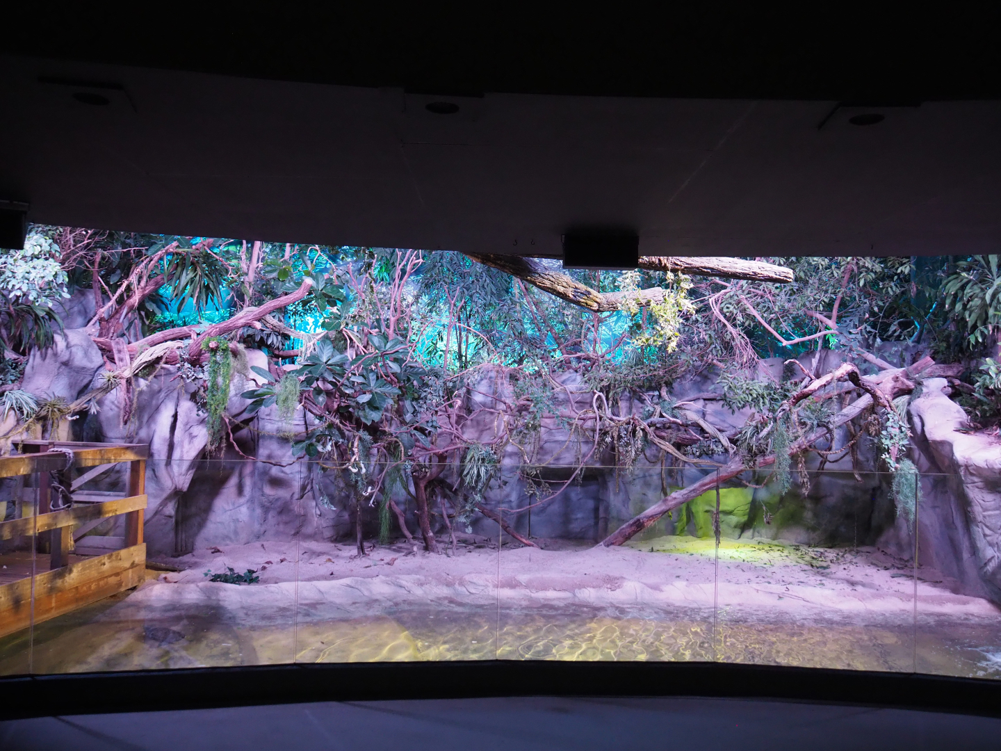 American alligator exhibit, 2020-06-28