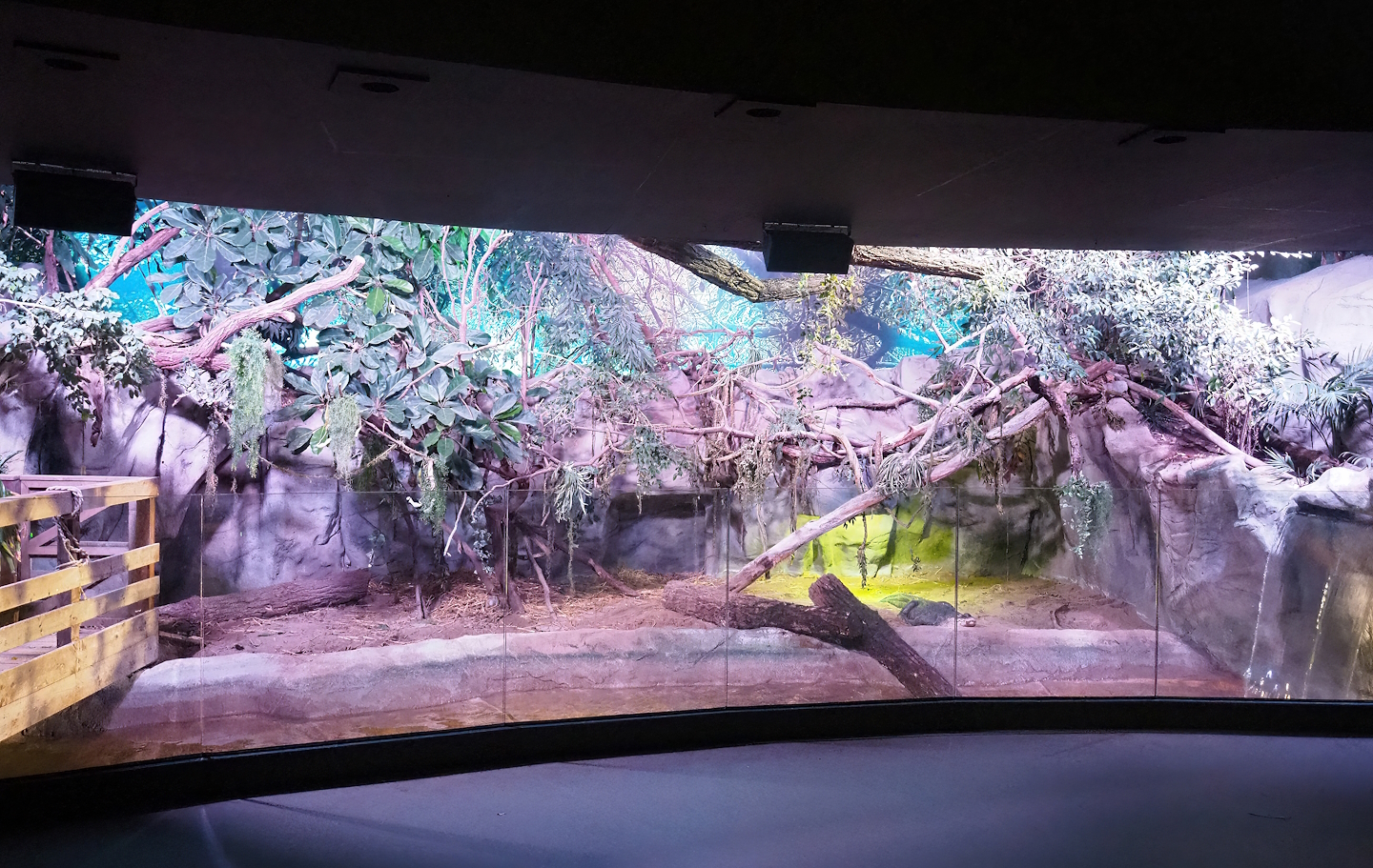 American alligator exhibit, 2022-09-04