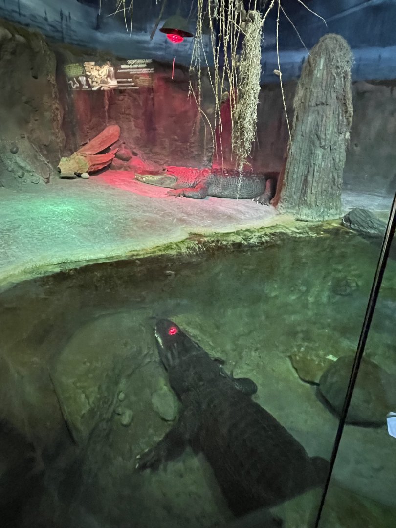 American Alligator Exhibit (3/17/22)