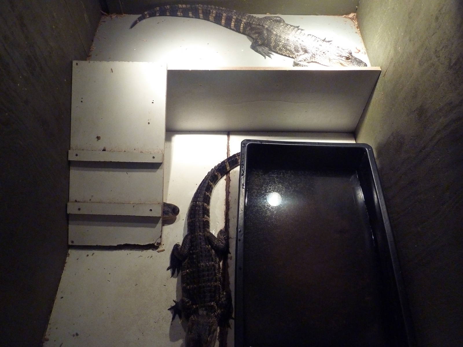American Alligator Exhibit (3 Juveniles)