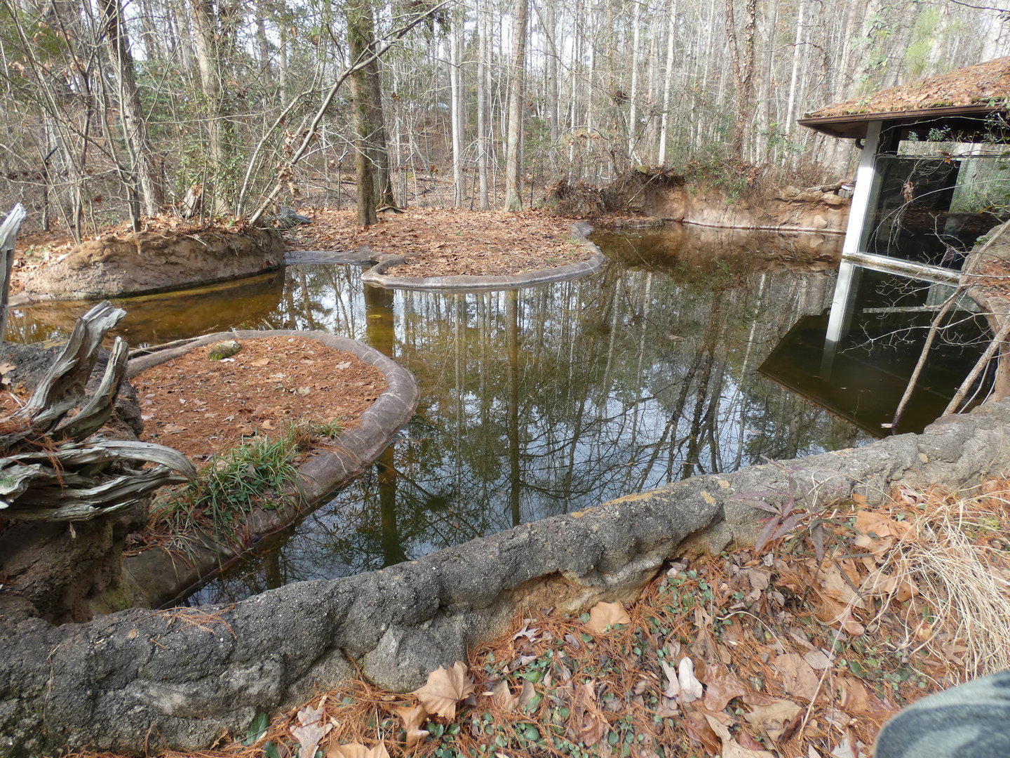 American Alligator exhibit 3 (view from path)