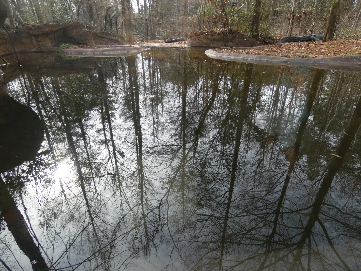 American Alligator exhibit 3 (view from shelter)