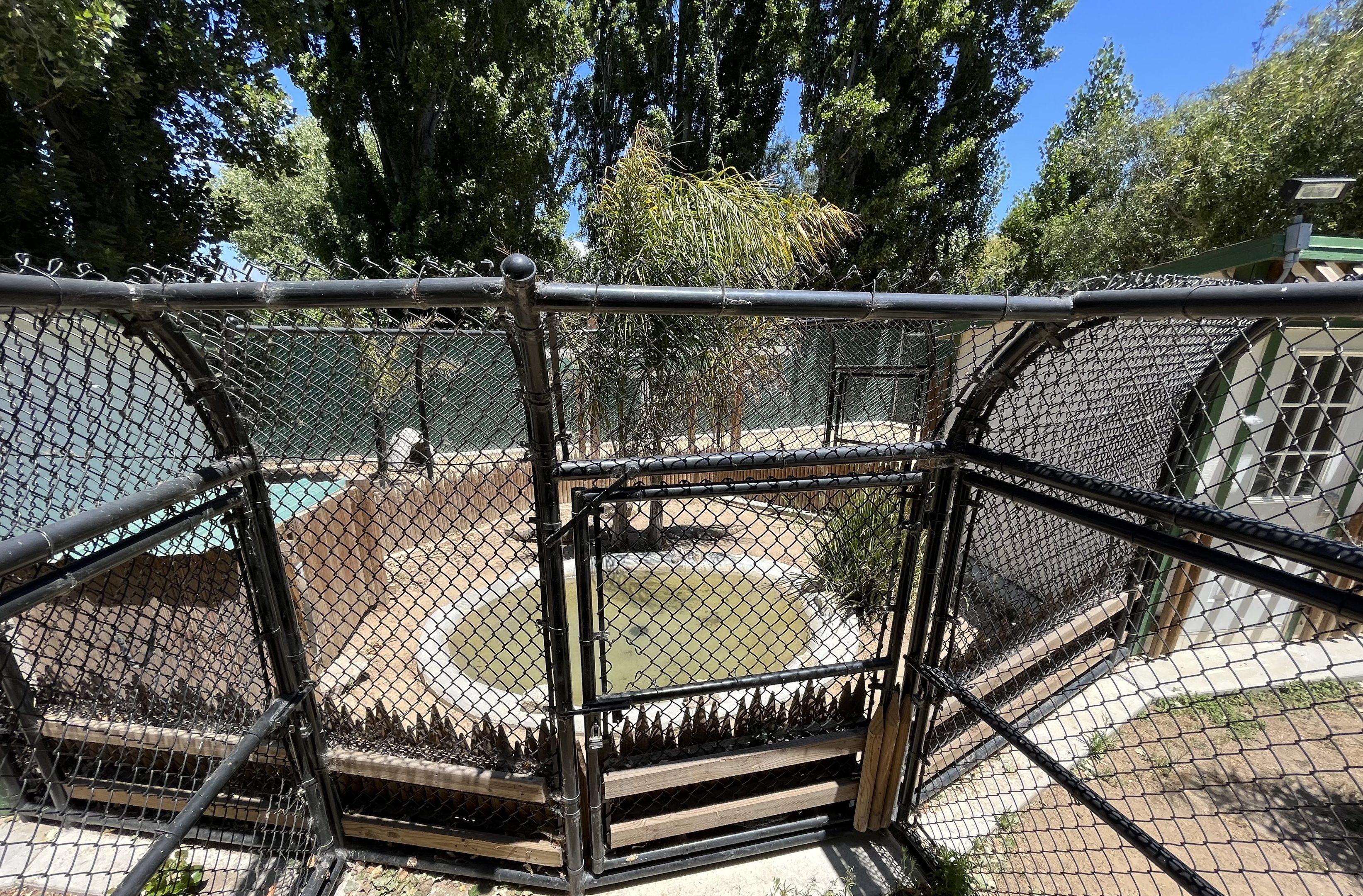 American Alligator Exhibit #3