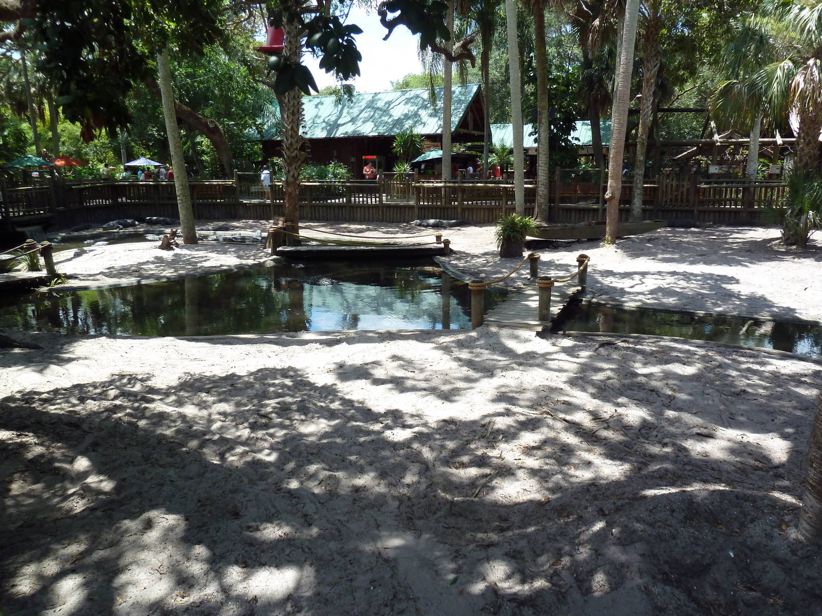 American Alligator Exhibit (41 Gators)