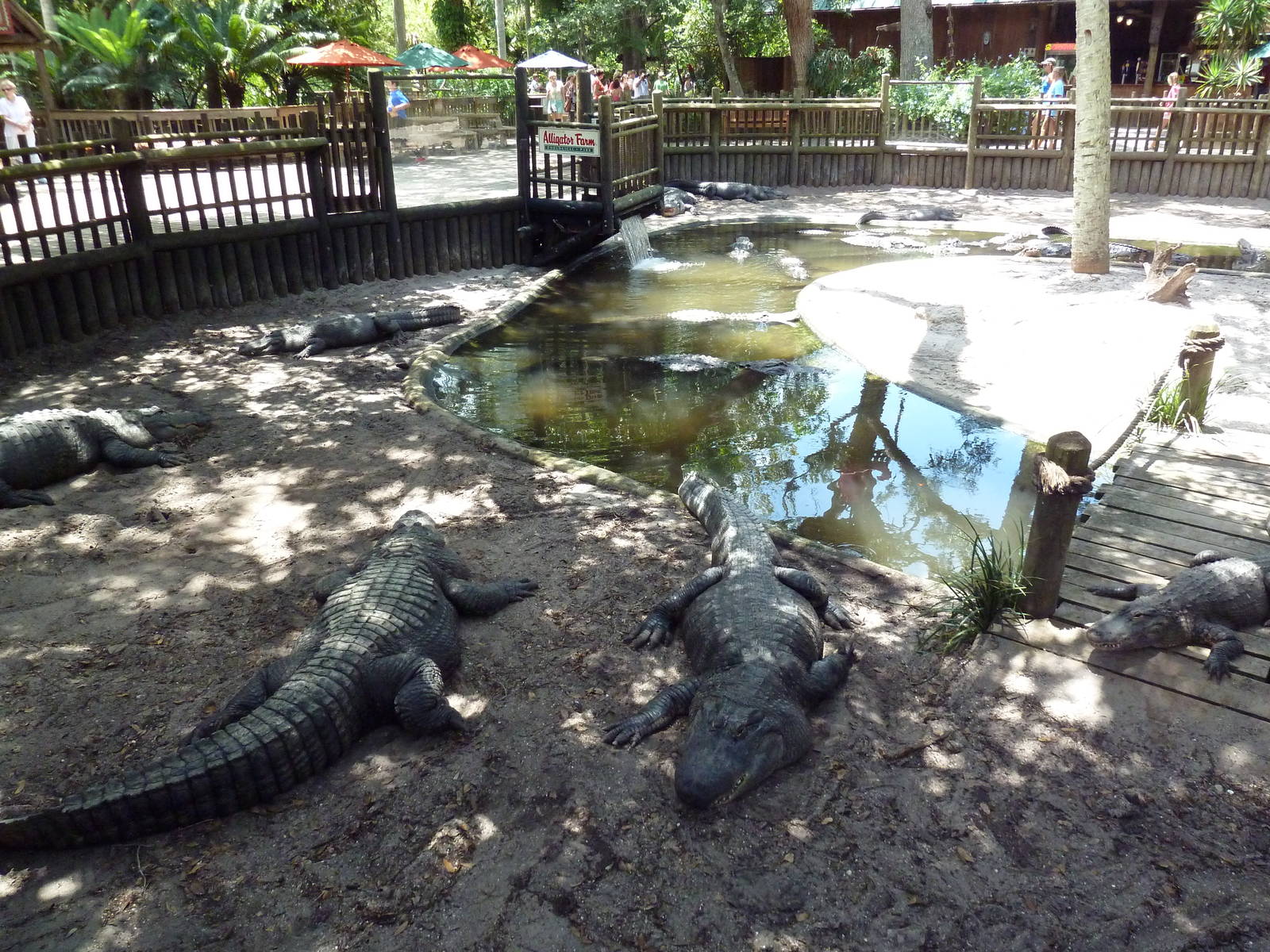 American Alligator Exhibit (41 Gators)