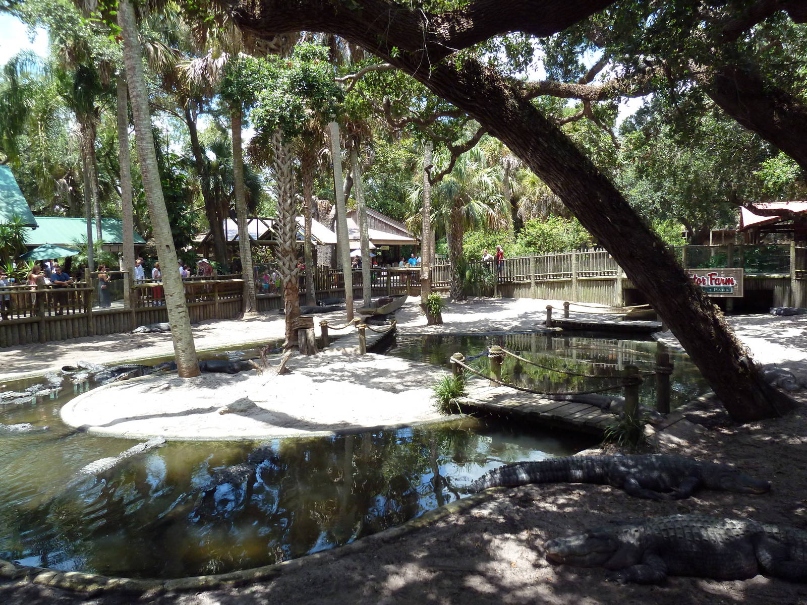 American Alligator Exhibit (41 Gators)