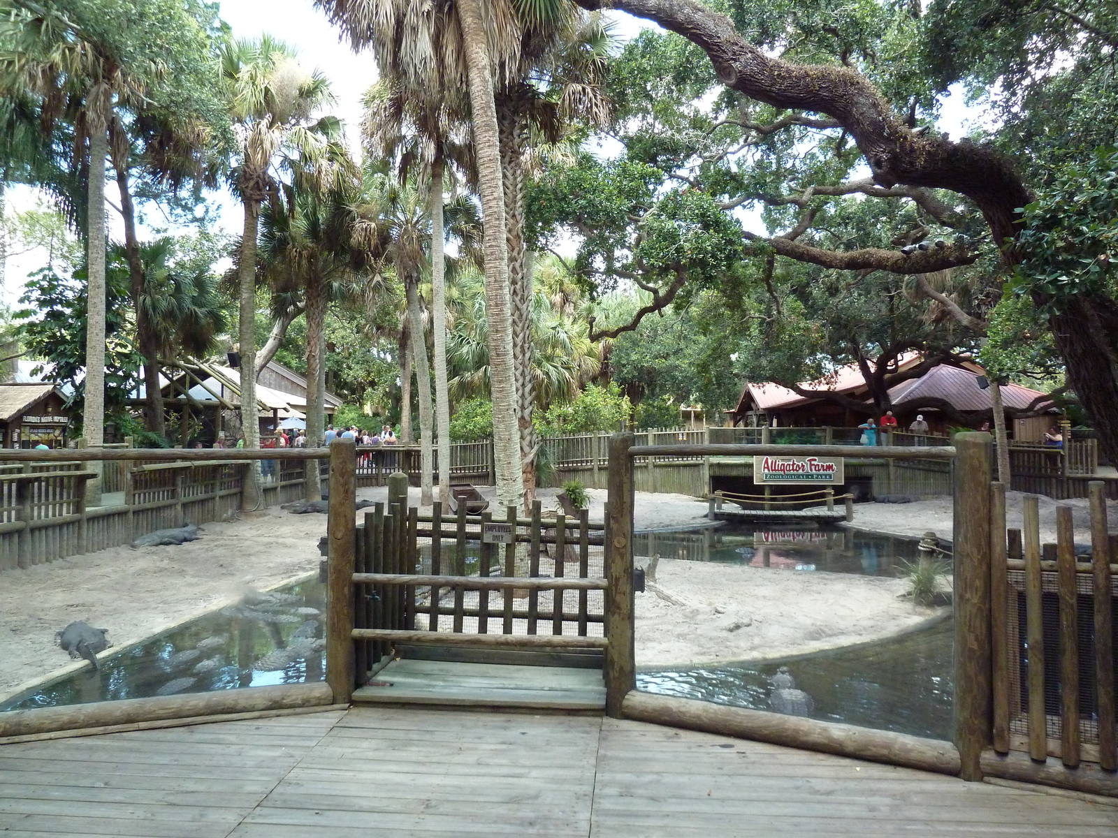 American Alligator Exhibit (41 Gators)