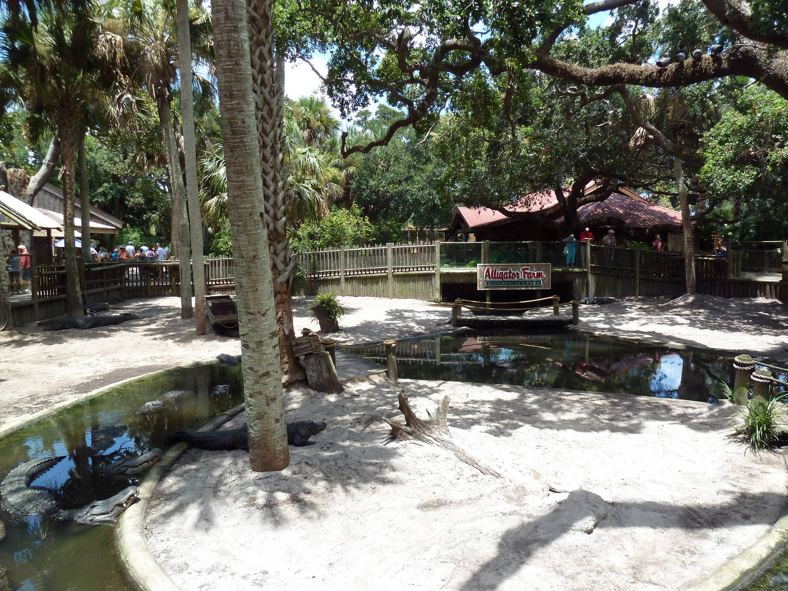 American Alligator Exhibit (41 Gators)