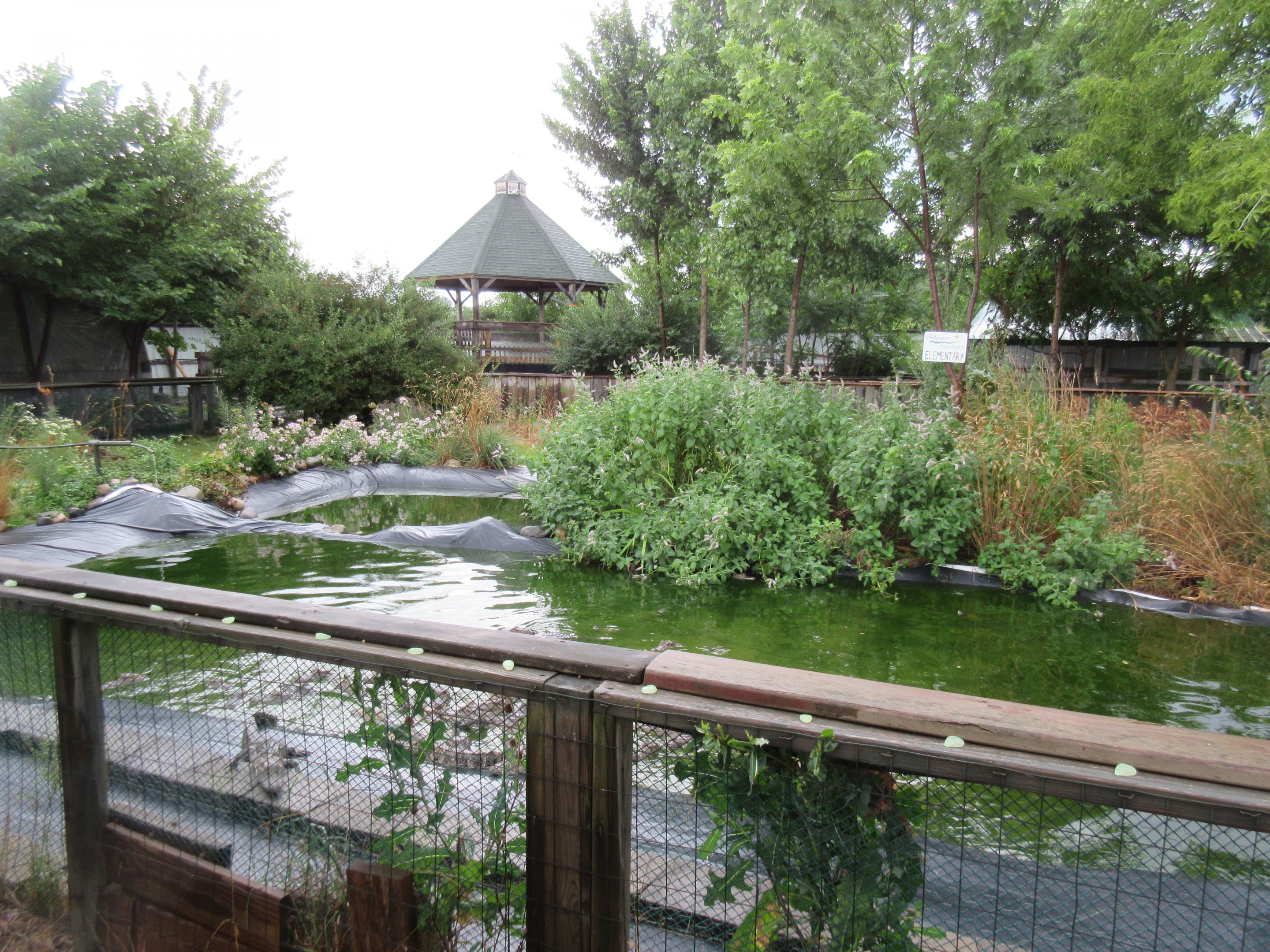 American Alligator Exhibit - 45 Gators!