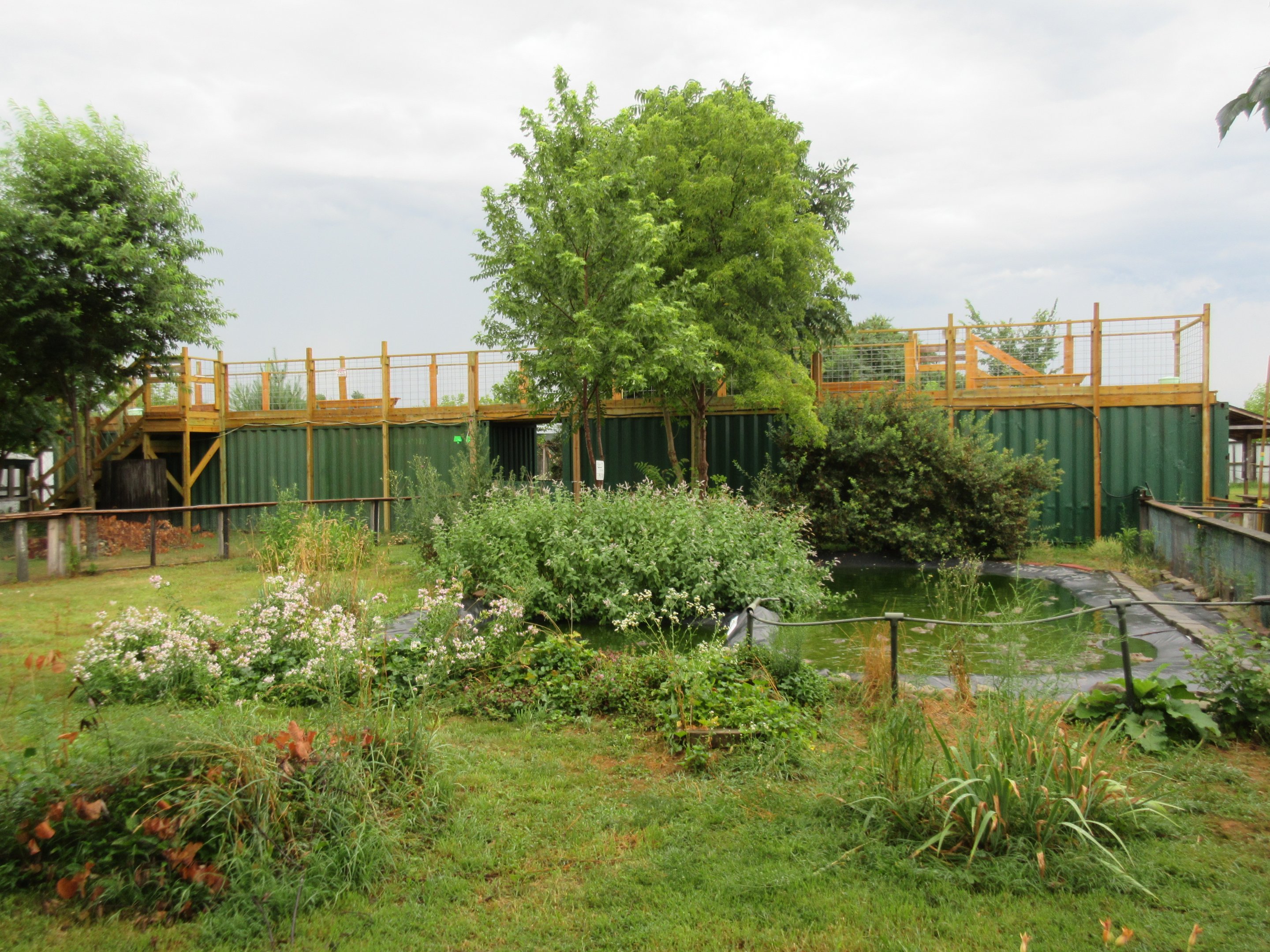 American Alligator Exhibit - 45 Gators!