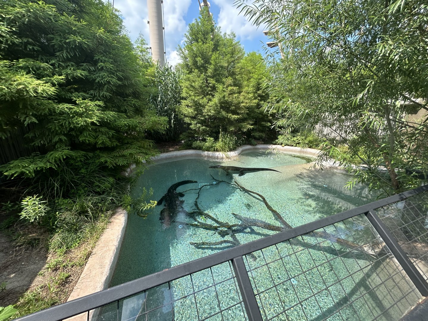 American Alligator Exhibit - Alligators and Crocodiles: The Fight to Survive