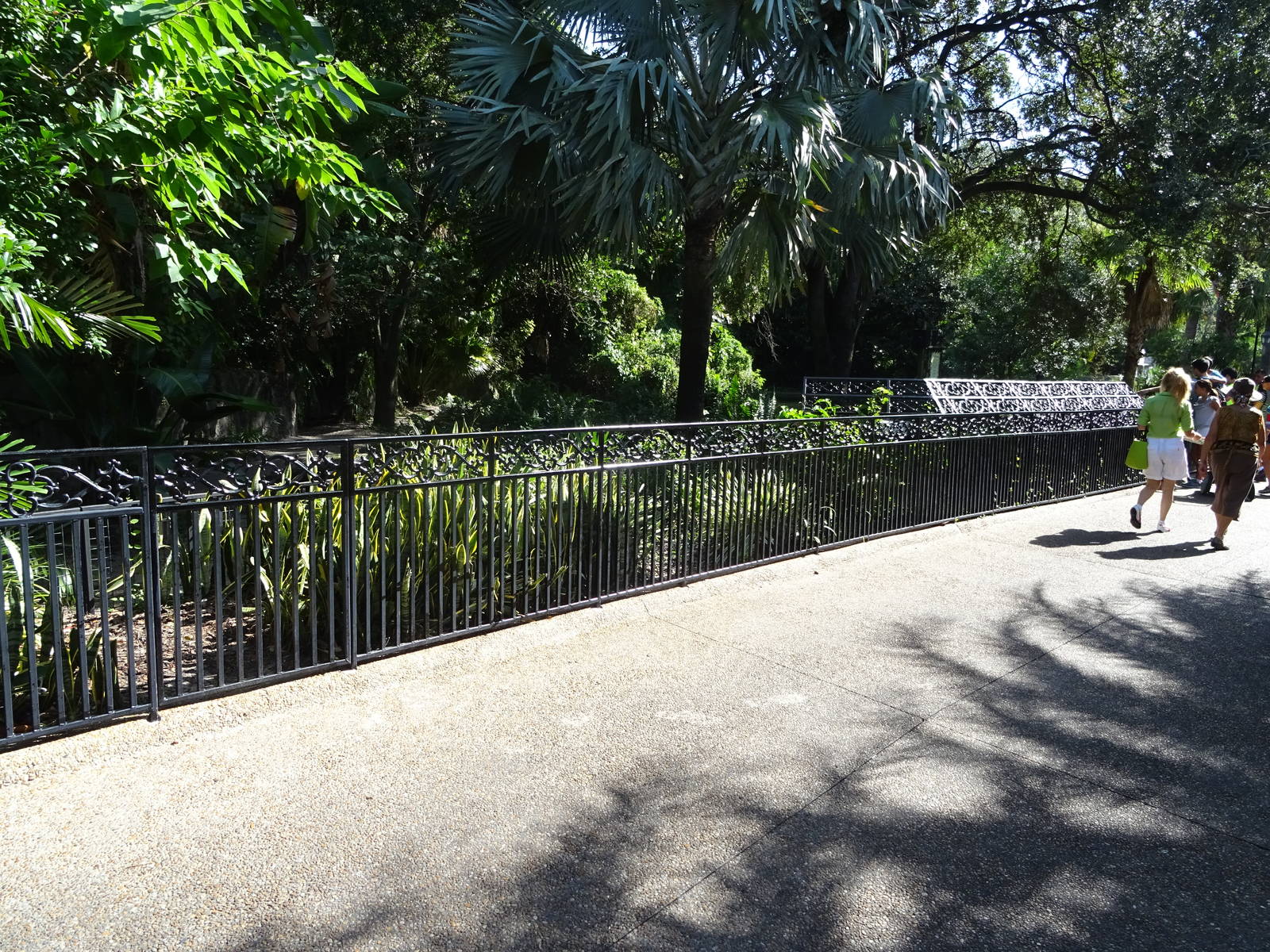 American Alligator Exhibit at Busch Gardens Tampa