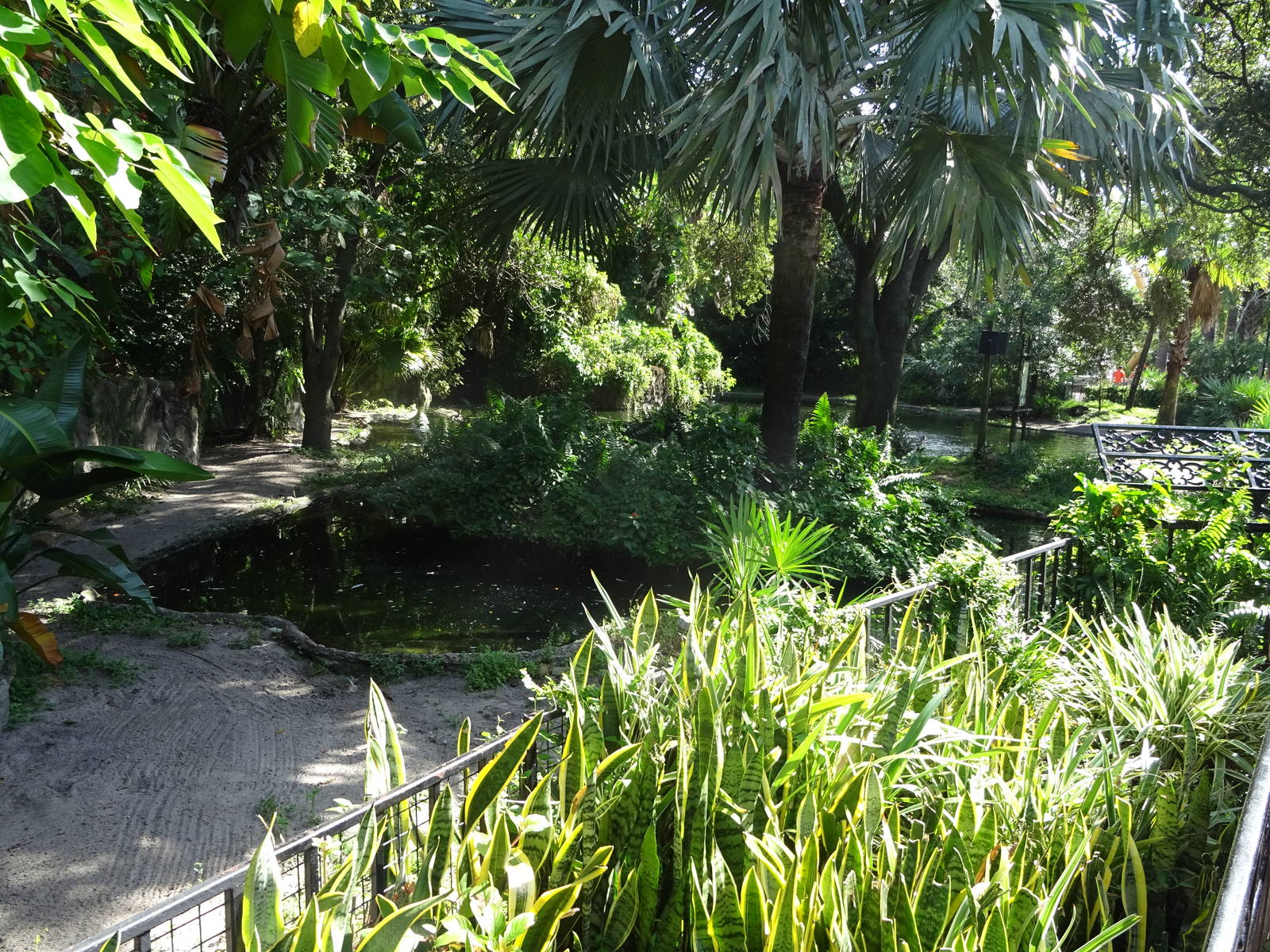American Alligator Exhibit at Busch Gardens Tampa