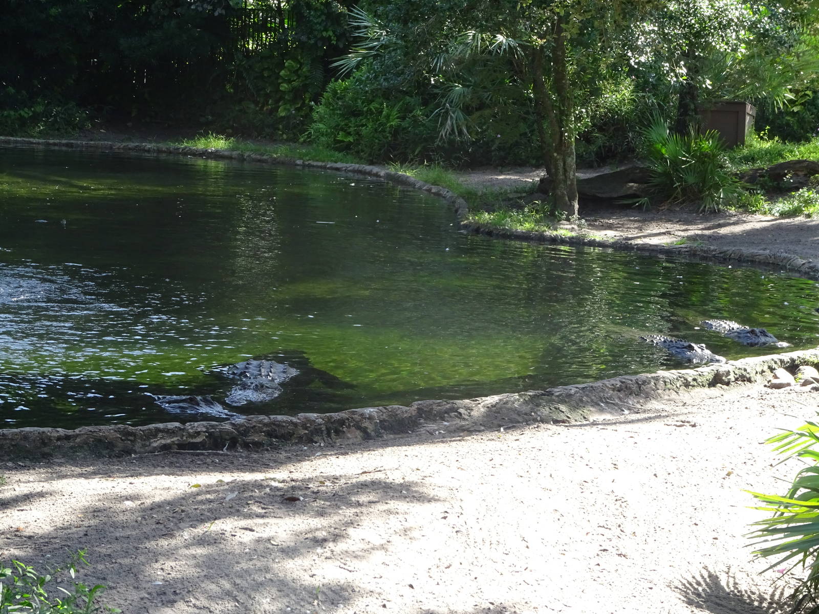 American Alligator Exhibit at Busch Gardens Tampa