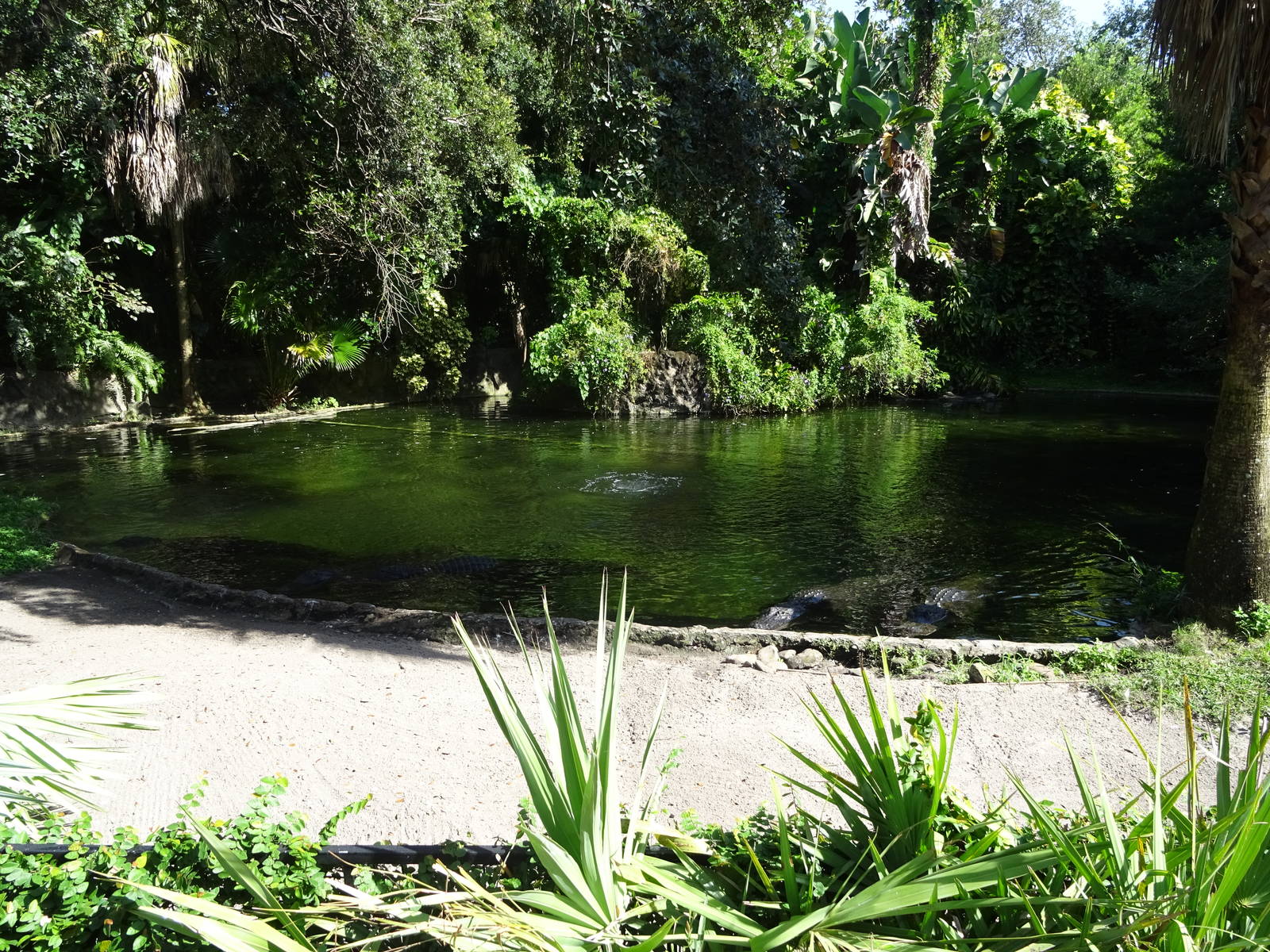American Alligator Exhibit at Busch Gardens Tampa